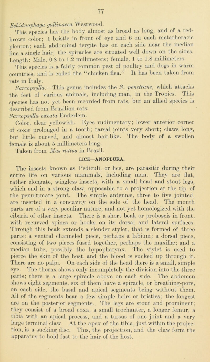 Echidnophaga gallinacea Westwood. This species has the body almost as broad as long, and of a red- brown color; 1 bristle in front of eye and 6 on each metathoracic pleuron; each abdominal tergite lias on each side near the median line a single hair; the spiracles are situated well down on the sides. Length: Male, 0.8 to 1.2 millimeters; female, 1 to 1.8 millimeters. This species is a fairly common pest of poultry and dogs in warm countries, and is called the “chicken flea.” It has been taken from rats in Italy. Sarcopsylla.—This genus includes the S. penetrans, which attacks the feet of various animals, including man, in the Tropics. This species has not yet been recorded from rats, but an allied species is described from Brazilian rats. Sarcopsylla csecata Enderlein. Color, clear yellowish. Eyes rudimentary; lower anterior corner of coxae prolonged in a tooth; tarsal joints very short; claws long, but little curved, and almost hair like. The body of a swollen female is about 5 millimeters long. Taken from Mus rattus in Brazil. LICE—ANOPLURA. The insects known as Pediculi, or lice, are parasitic during their entire life on various mammals, including man. They are flat, rather elongate, wingless insects, with a small head and stout legs, which end in a strong claw, opposable to a projection at the tip of the penultimate joint. The simple antennae, three to five jointed, are inserted in a concavity on the side of the head. The mouth parts are of a very peculiar nature, and not yet homologized with the cibaria of other insects. There is a short beak or proboscis in front, with recurved spines or hooks on its dorsal and lateral surfaces. Through this beak extends a slender stylet, that is formed of three parts; a ventral channeled piece, perhaps a labium; a dorsal piece, consisting of two pieces fused together, perhaps the maxillae; and a median tube, possibly the hypopharynx. The stylet is used to pierce the skin of the host, and the blood is sucked up through it. There are no palpi. On each side of the head there is a small, simple eye. The thorax shows only incompletely the division into the three parts; there is a large spiracle above on each side. The abdomen shows eight segments, six of them have a spiracle, or breathing-pore, on each side, the basal and apical segments being without them. All of the segments bear a few simple hairs or bristles; the longest are on the posterior segments. The legs are stout and prominent; they consist of a broad coxa, a small trochanter, a longer femur, a tibia with an apical process, and a tarsus of one joint and a very large terminal claw. At the apex of the tibia, just within the projec- tion, is a sucking disc. This, the projection, and the claw form the apparatus to hold fast to the hair of the host.
