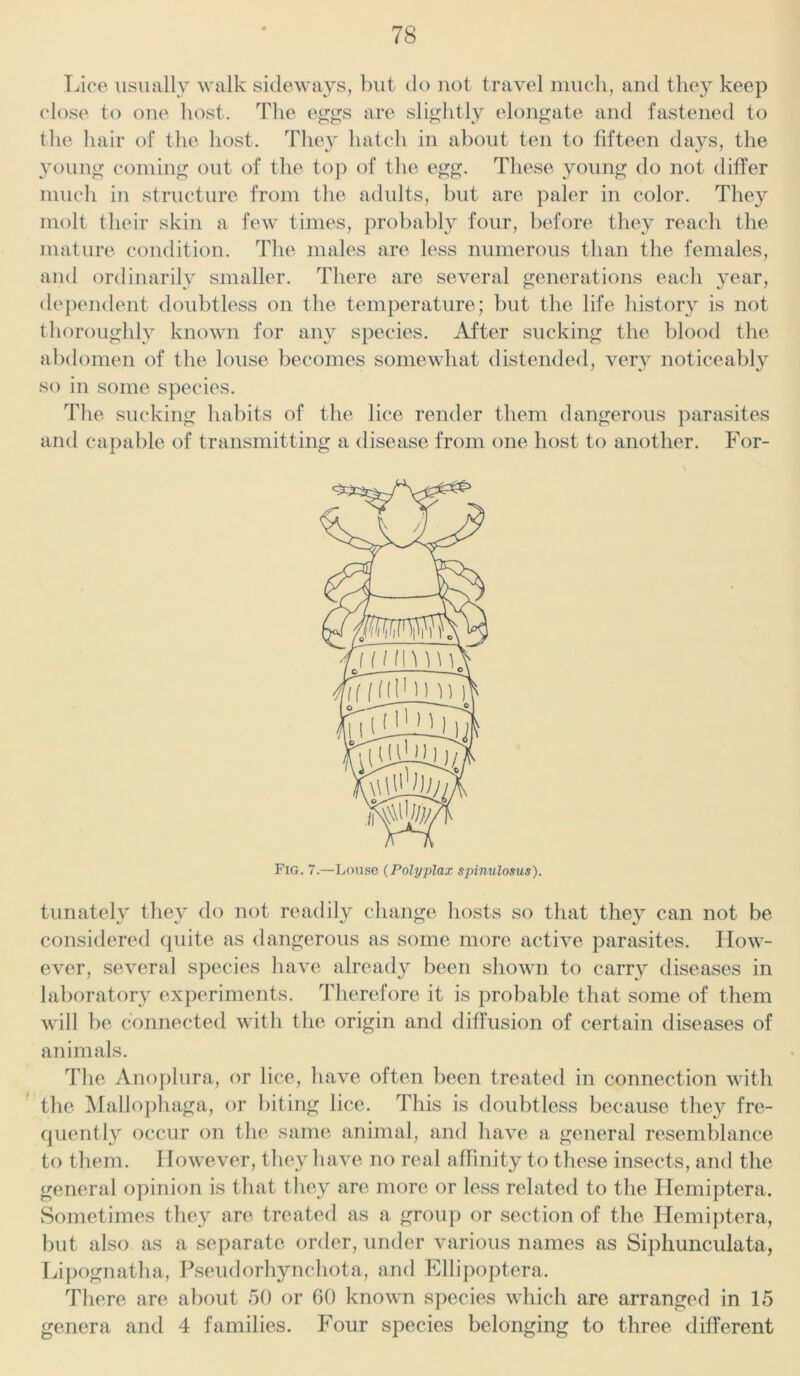 Lice usually walk sideways, but do not travel much, and they keep close to one host. The eggs are slightly elongate and fastened to the hair of the host. They hatch in about ten to fifteen days, the young coining out of the top of the egg. These young do not differ much in structure from the adults, but are paler in color. They molt their skin a few times, probably four, before they reach the mature condition. The males are less numerous than the females, and ordinarily smaller. There are several generations each year, dependent doubtless on the temperature; but the life history is not thoroughly known for any species. After sucking the blood the abdomen of the louse becomes somewhat distended, very noticeably so in some species. The sucking habits of the lice render them dangerous parasites anti capable of transmitting a disease from one host to another. For- tunately they do not readily change hosts so that they can not be considered quite as dangerous as some more active parasites. How- ever, several species have already been shown to carry diseases in laboratory experiments. Therefore it is probable that some of them will be connected with the origin and diffusion of certain diseases of animals. The Anoplura, or lice, have often been treated in connection with the Mallophaga, or biting lice. This is doubtless because they fre- quently occur on the same animal, and have a general resemblance to them. However, they have no real affinity to these insects, and the general opinion is that they are more or less related to the Hemiptera. Sometimes they are treated as a group or section of the Hemiptera, but also as a separate order, under various names as Siphunculata, Lipognatha, Pseudorhynchota, and Ellipoptera. There are about 50 or 60 known species which are arranged in 15 genera and 4 families. Four species belonging to three different