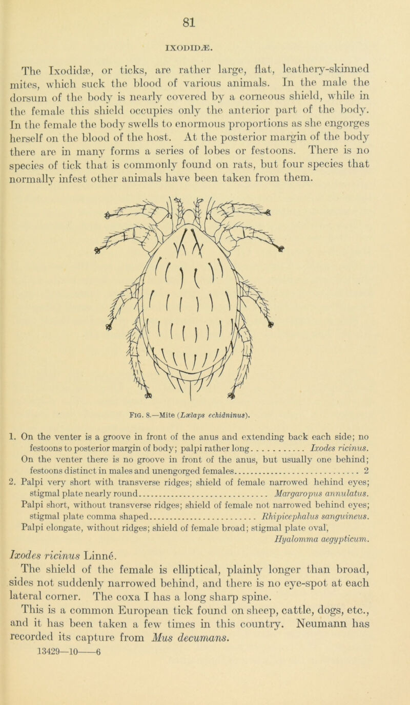 IXODIDJ3. The Ixodidse, or ticks, are rather large, flat, leathery-skinned mites, which suck the blood of various animals. In the male the dorsum of the body is nearly covered by a corneous shield, while in the female this shield occupies only the anterior part of the body. In the female the body swells to enormous proportions as she engorges herself on the blood of the host. At the posterior margin of the body there are in many forms a series of lobes or festoons. There is no species of tick that is commonly found on rats, but four species that normally infest other animals have been taken from them. 1. On the venter is a groove in front of the anus and extending back each side; no festoons to posterior margin of body; palpi rather long Ixodes ricinus. On the venter there is no groove in front of the anus, but usually one behind; festoons distinct in males and unengorged females 2 2. Palpi very short with transverse ridges; shield of female narrowed hehind eyes; stigmal plate nearly round Margaropus annulatus. Palpi short, without transverse ridges; shield of female not narrowed behind eyes; stigmal plate comma shaped Rhipicephalus sanguineus. Palpi elongate, without ridges; shield of female broad; stigmal plate oval, Hyalomma aegypticum. Ixodes ricinus Linne. The shield of the female is elliptical, plainly longer than broad, sides not suddenly narrowed behind, and there is no eye-spot at each lateral corner. The coxa I has a long sharp spine. This is a common European tick found on sheep, cattle, dogs, etc., and it has been taken a few times in this country. Neumann has recorded its capture from Mus decumans. 13429—10 6