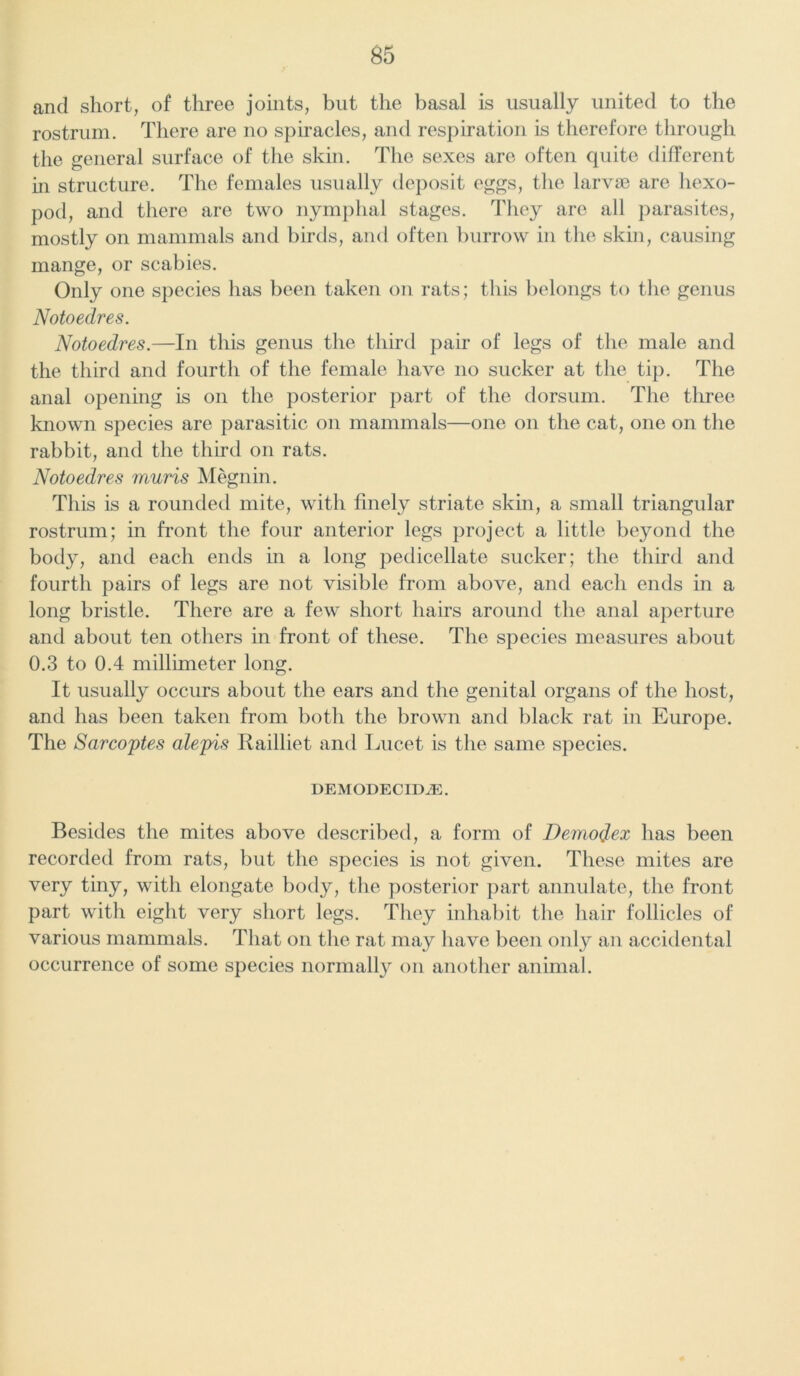 and short, of three joints, but the basal is usually united to the rostrum. There are no spiracles, and respiration is therefore through the general surface of the skin. The sexes are often quite different in structure. The females usually deposit eggs, the larvae are hexo- pod, and there are two nymphal stages. They are all parasites, mostly on mammals and birds, and often burrow in the skin, causing mange, or scabies. Only one species has been taken on rats; this belongs to the genus Notoedres. Notoedres.—In this genus the third pair of legs of the male and the third and fourth of the female have no sucker at the tip. The anal opening is on the posterior part of the dorsum. The three known species are parasitic on mammals—one on the cat, one on the rabbit, and the third on rats. Notoedres muris Megnin. This is a rounded mite, with finely striate skin, a small triangular rostrum; in front the four anterior legs project a little beyond the body, and each ends in a long pedicellate sucker; the third and fourth pairs of legs are not visible from above, and each ends in a long bristle. There are a few short hairs around the anal aperture and about ten others in front of these. The species measures about 0.3 to 0.4 millimeter long. It usually occurs about the ears and the genital organs of the host, and has been taken from both the brown and black rat in Europe. The Sarcoptes alepis Railliet and Lucet is the same species. DEMODECIDiE. Besides the mites above described, a form of Demodex has been recorded from rats, but the species is not given. These mites are very tiny, with elongate body, the posterior part annulate, the front part with eight very short legs. They inhabit the hair follicles of various mammals. That on the rat may have been only an accidental occurrence of some species normally on another animal.