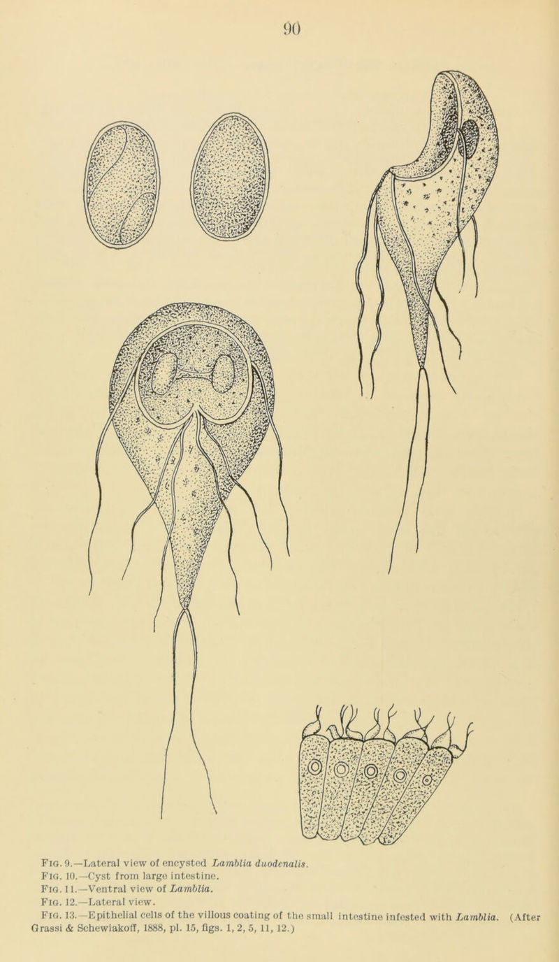 Fig. 0.—Lateral view of encysted Lamblia duodenalis. Fig. 10.—Cyst from large intestine. Fig. 11.—Ventral view of Lamblia. Fig. 12.—Lateral view. Fig. 13.—Epithelial cells of the villous coating of the small intestine infested with Lamblia. Grassi & SchewiakolT, 1888, pi. 15, figs. 1, 2, 5, 11, 12.) (After