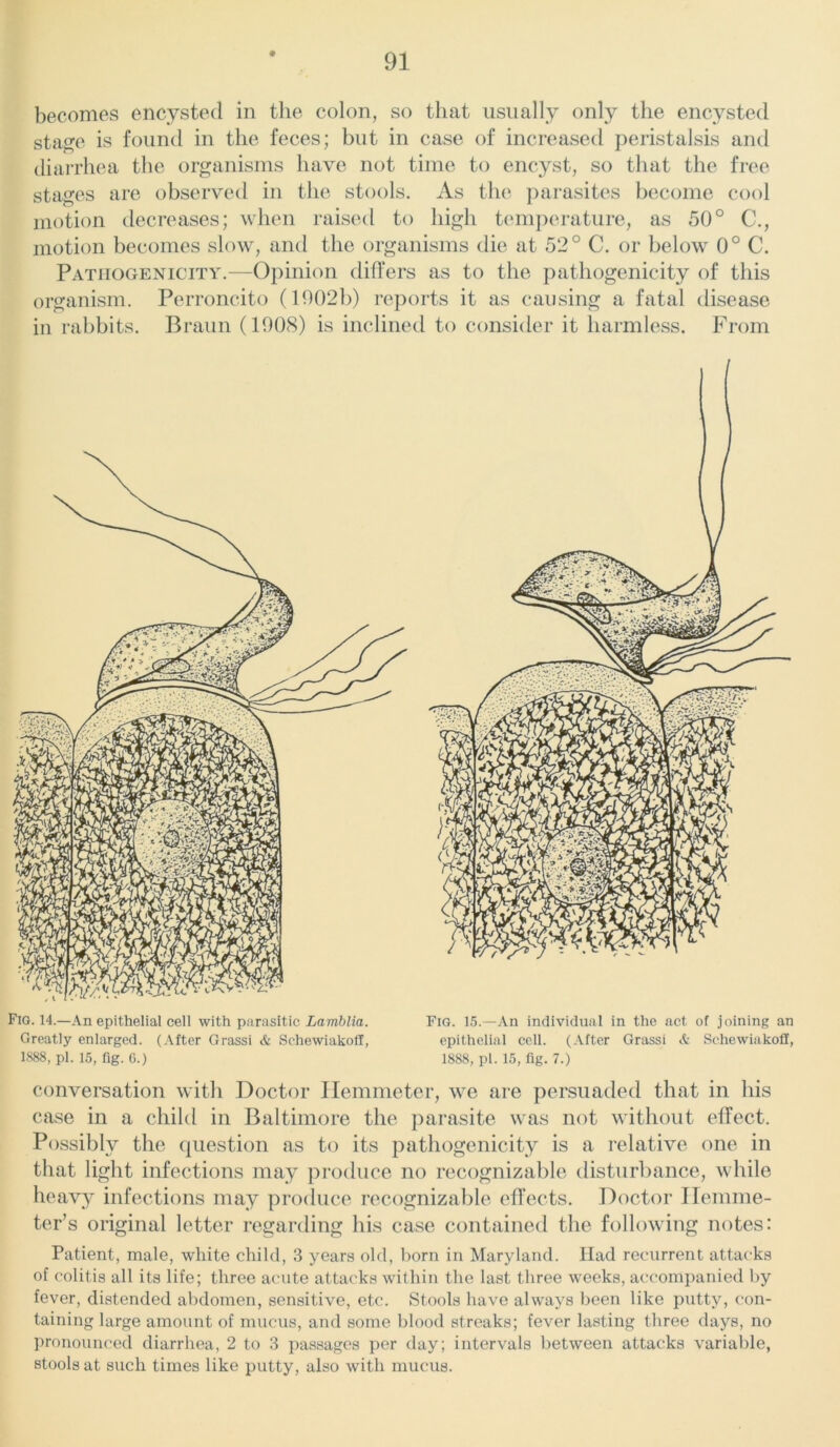 becomes encysted in the colon, so that usually only the encysted sta^e is found in the feces; but in case of increased peristalsis and diarrhea the organisms have not time to encyst, so that the free stages are observed in the stools. As the parasites become cool motion decreases; when raised to high temperature, as 50° C., motion becomes slow, and the organisms die at 52° C. or below 0° C. Pathogenicity.—Opinion differs as to the pathogenicity of this organism. Perroncito (1002b) reports it as causing a fatal disease in rabbits. Braun (1008) is inclined to consider it harmless. From Fig. 14.—An epithelial cell with parasitic Lamblia. Fig. 15.—An individual in the act of joining an Greatly enlarged. (After Grassi & SehewiakolT, epithelial cell. (After Grassi & Scliewiakoff, 1888, pi. 15, fig. G.) 1888, pi. 15, fig. 7.) conversation with Doctor Hemmeter, we are persuaded that in his case in a child in Baltimore the parasite was not without effect. Possibly the question as to its pathogenicity is a relative one in that light infections may produce no recognizable disturbance, while heavy infections may produce recognizable effects. Doctor Hemme- ter’s original letter regarding his case contained the following notes: Patient, male, white child, 3 years old, born in Maryland. Had recurrent attacks of colitis all its life; three acute attacks within the last three weeks, accompanied by fever, distended abdomen, sensitive, etc. Stools have always been like putty, con- taining large amount of mucus, and some blood streaks; fever lasting three days, no pronounced diarrhea, 2 to 3 passages per day; intervals between attacks variable, stools at such times like putty, also with mucus.