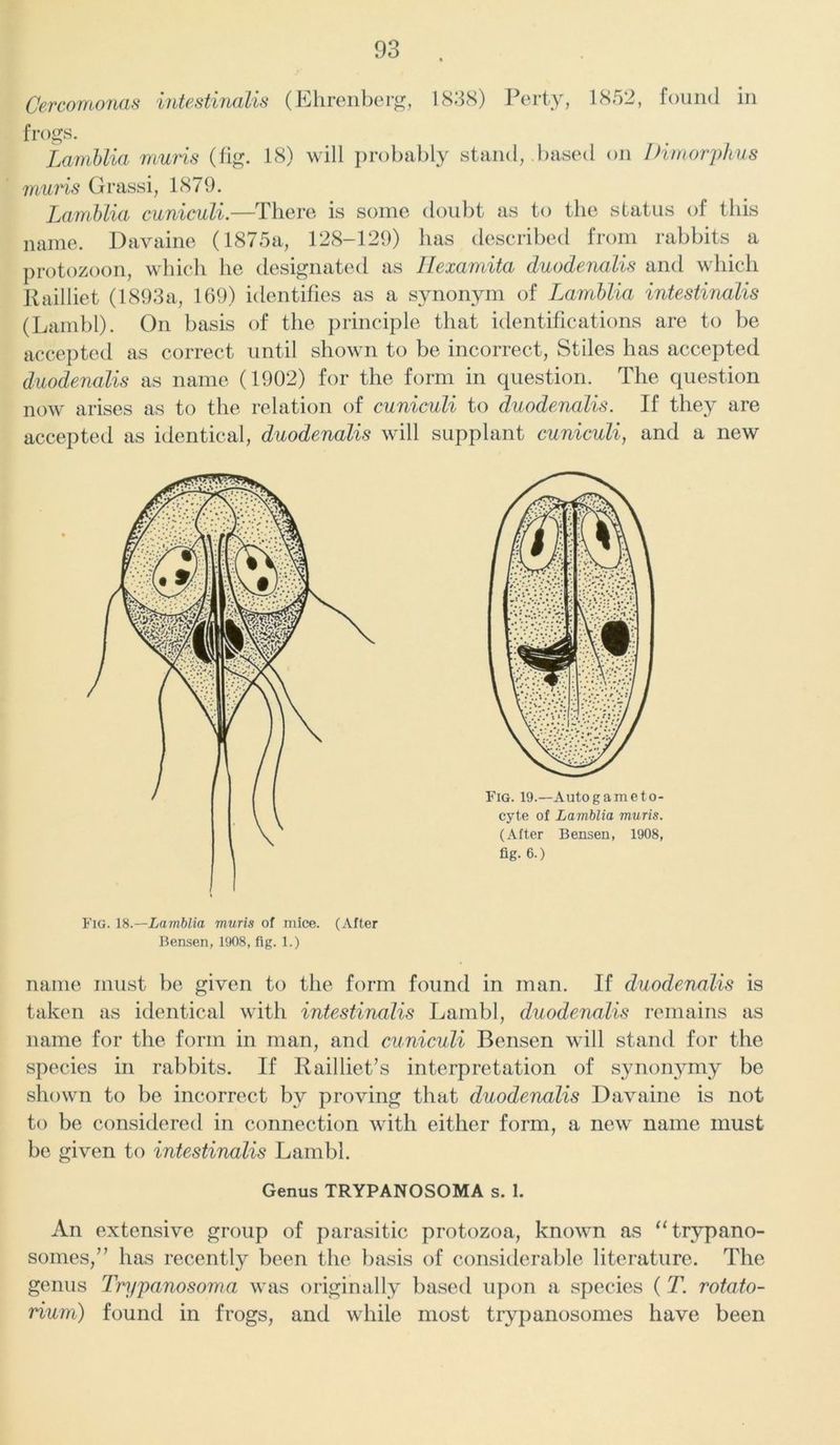 Cercomonas intestinalis (Ehrenberg, 1838) Perty, 1852, found in frogs. Lamblia muris (fig. 18) will probably stand, based on IHmorphus muris Grassi, 1879. Lamblia cuniculi.—There is sonic doubt as to the status of this name. Davaine (1875a, 128-129) has described from rabbits a protozoon, which he designated as Ilexamita duodenalis and which Railliet (1893a, 169) identifies as a synonym of Lamblia intestinalis (Lambl). On basis of the principle that identifications are to be accepted as correct until shown to be incorrect, Stiles has accepted duodenalis as name (1902) for the form in question. The question now arises as to the relation of cuniculi to duodenalis. If they are accepted as identical, duodenalis will supplant cuniculi, and a new Fig. 18.—Lamblia muris of mice. (After Bensen, 1908, fig. 1.) name must be given to the form found in man. If duodenalis is taken as identical with intestinalis Lambl, duodenalis remains as name for the form in man, and cuniculi Bensen will stand for the species in rabbits. If Railliet’s interpretation of synonymy be shown to be incorrect by proving that duodenalis Davaine is not to be considered in connection with either form, a new name must be given to intestinalis Lambl. Genus TRYPANOSOMA s. 1. An extensive group of parasitic protozoa, known as “ trypano- somes, ” has recently been the basis of considerable literature. The genus Tn/panosoma was originally based upon a species ( T. rotato- rium) found in frogs, and while most trypanosomes have been