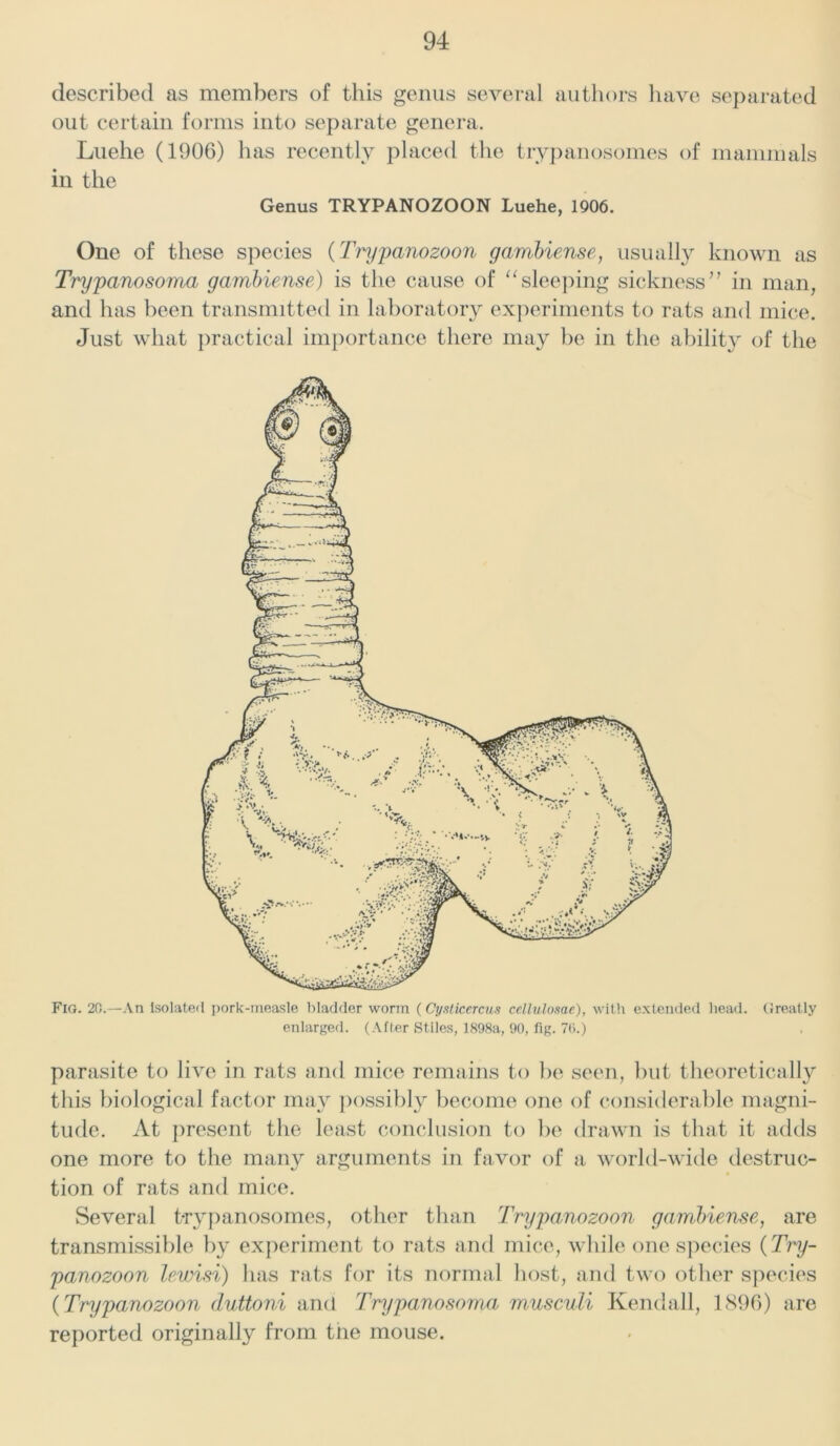 described as members of this genus several authors have separated out certain forms into separate genera. Luehe (1906) has recently placed the trypanosomes of mammals in the Genus TRYPANOZOON Luehe, 1906. One of these species (Trypanozoon gambiense, usually known as Trypanosoma gambiense) is the cause of “sleeping sickness” in man, and has been transmitted in laboratory experiments to rats and mice. Just what practical importance there may be in the ability of the Fig. 20.—An Isolated pork-rneasle bladder worm (Cysticercus cellulosae), with extended head. Greatly enlarged. (After Stiles, 1898a, 90, fig. 70.) parasite to live in rats and mice remains to be seen, but theoretically this biological factor may possibly become one of considerable magni- tude. At present the least conclusion to be drawn is that it adds one more to the many arguments in favor of a world-wide destruc- tion of rats and mice. Several trypanosomes, other than Trypanozoon gambiense, are transmissible by experiment to rats and mice, while one species (Try- panozoon lewisi) has rats for its normal host, and two other species (Trypanozoon duttoni and Trypanosoma m,usculi Kendall, 1896) are reported originally from trie mouse.