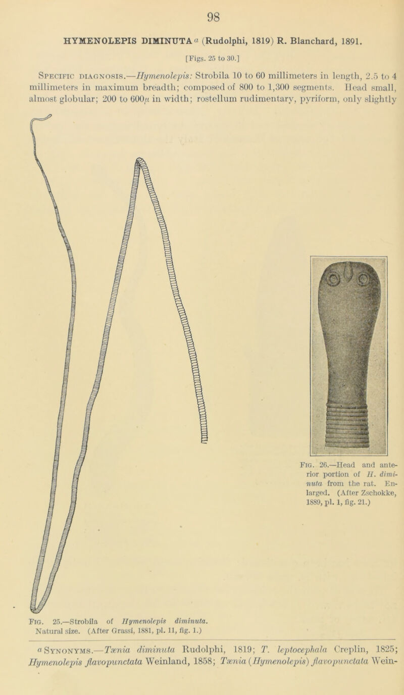 HYMENOLEPIS DIMINUTA « (Rudolphi, 1819) R. Blanchard, 1891. [Figs. 25 to 30.] Specific diagnosis.—Hymenolepis: Strobila 10 to GO millimeters in length, 2.5 to 4 millimeters in maximum breadth; composed of 800 to 1,300 segments. Head small, almost globular; 200 to 000a in width; rostellum rudimentary, pyriform, only slightly Fig. 26.—Head and ante- rior portion of II. dimi- nuta from the rat. En- larged. (After Zsehokke, 1889, pi. 1, fig. 21.) a Synonyms.— Taenia diminuta Rudolphi, 1819; T. leptocephala Creplin, 1825; Hymenolepis Jlavopunctata Weinland, 1858; Taenia (Hymenolepis) Jlavopunctata Weiii-