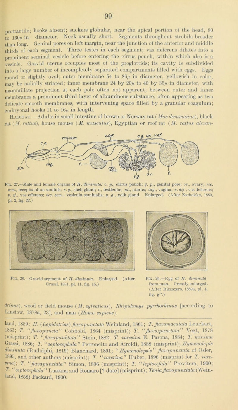 protractile; hooks absent; suckers globular, near the apical portion of the head, 80 to 160« in diameter. Neck usually short. Segments throughout strobila broader than long. Genital pores on left margin, near the junction of the anterior and middle ' thirds of each segment. Three testes in each segment; vas deferens dilates into a prominent seminal vesicle before entering the cirrus pouch, within which also is a vesicle. Gravid uterus occupies most of the proglottids; its cavity is subdivided into a large number of incompletely separated compartments filled with eggs. Eggs round or slightly oval; outer membrane 54 to 86// in diameter, yellowish in color, may be radially striated; inner membrane 24 by 20// to 40 by 35/t in diameter, with maminillate projection at each pole often not apparent; between outer and inner membranes a prominent third layer of albuminous substance, often appearing as two delicate smooth membranes, with intervening space filled by a granular coagulum; embryonal hooks 11 to 16// in length. Habitat.—Adults in small intestine of brown or Norway rat (Mus decumanus), black rat (M. ruttus), house mouse (M. musculus), Egyptian or roof rat (M. rattus alexan- Fig. 27.—Male and female organs of II. diminuta: c. p., cirrus pouch; g. p., genital pore; ov., ovary; rec. sem., receptaculum seminis; s. g., shell gland; t., testiculse; ut., uterus; tag., vagina; v. dcf., vas deferens; v. cf., vas efferens; ves. sem., vesicula seminalis; y. g., yolk gland. Enlarged. (After Zschokke, 1889, pi. 2, fig. 22.) Fig. 28.—Gravid segment of H. diminuta. Enlarged. (After Grassi, 1881, pi. 11, fig. 1.5.) Fig. 29.—Egg of II. diminuta from man. Greatly enlarged. (After Bizzozero, 1889a, pi. 4, fig. g) drinus), wood or field mouse (M. sylvaticus), Rhipidouiys pyrrhorhinus [according to Linstow, 1878a, 23], and man (Homo sapiens). land, 1859; Jf. (Lepidotrias) Jlavopunctata Weinland, 1861; T. Jlavomaculata Leuckart, 1863; T. “Jlavopuncta” Cobbold, 1864 (misprint); T. <lflaviopunctata” Vogt, 1878 (misprint); T. u Jlavo punk tata” Stein, 1882; T. varesina E. Parona, 1884; T. minima Grassi, 1886; T. “septocephala” Perroncito and Airoldi, 1888 (misprint); Hymenolepis diminuta (Rudolphi, 1819) Blanchard, 1891; “Hymenolepsis” Jlavopunctata of Osier, 1895, and other authors (misprint); T. “varerina” Huber, 1896 (misprint for T. vare- sina)] T. “jlavapunctata Simon, 1896 (misprint); T. uleptocefala'’ Previtera, 1900; T- “ ceptocephala” Lussana and Romaro [? date] (misprint); Tenia Jlavopunctata (Wein- land, 1858) Packard, 1900.