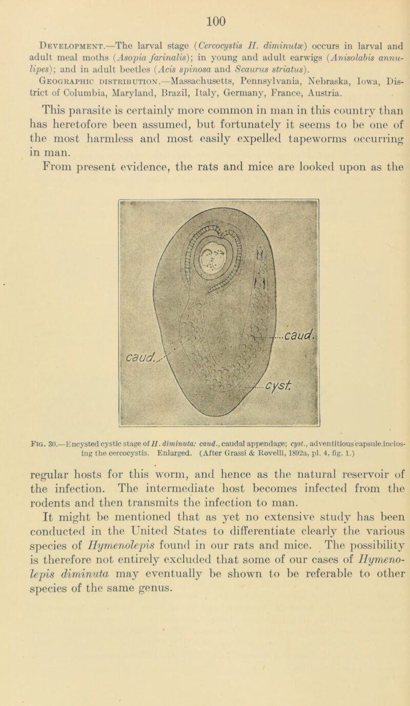 Development.—The larval stage (Cercocystis IT. diminutse) occurs in larval and adult meal moths (Asopia farinalis); in young and adult earwigs (Anisolabis annu- lipes); and in adult beetles (Acts spinosa and Scaurus striatus). Geographic distribution.—Massachusetts, Pennsylvania, Nebraska, Iowa, Dis- trict of Columbia, Maryland, Brazil, Italy, Germany, France, Austria. This parasite is certainly more common in man in this country than has heretofore been assumed, but fortunately it seems to be one of the most harmless and most easily expelled tapeworms occurring in man. From present evidence, the rats and mice are looked upon as the Fig. 30.—Encysted cystic stage of//, diminuta: caud., caudal appendage; cyst., adventitious capsule.inclos- ing the cercocystis. Enlarged. (After Grassi & Iiovelli, 1892a, pi. 4, fig. 1.) regular hosts for this worm, and hence as the natural reservoir of the infection. The intermediate host becomes infected from the rodents and then transmits the infection to man. It might be mentioned that as yet no extensive study has been conducted in the United States to differentiate clearly the various species of Ilymenoleins found in our rats and mice. The possibility is therefore not entirely excluded that some of our cases of llymeno- lepis diminuta may eventually be shown to be referable to other species of the same genus.