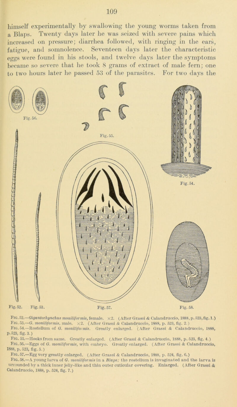 himself experimentally by swallowing the young worms taken from a Blaps. Twenty day's later he was seized with severe pains which increased on pressure; diarrhea followed, with ringing in the ears, fatigue, and somnolence. Seventeen days later the characteristic eggs were found in his stools, and twelve days later the symptoms became so severe that he took 8 grams of extract of male fern; one to two hours later lie passed 53 of the parasites. For two days the Fig. 54. Fig.52.—Gigantorhynchus moniliformis, female. x2. (After Grassi Calandruccio, 1888, p. 523, fig. 1.) Fig.53.—G. moniliformis, male. x‘2. (After Grassi & Calandruccio, 1888, p. 523, fig. 2.) Fig.54.—Rostellum of G. moniliformis. Greatly enlarged. (After Grassi <k Calandruccio, 1888, p.523, fig. 3.) Fig. 55.—Hooks from same. Greatly enlarged. (After Grassi & Calandruccio, 1888, p. 523, fig. 4.) Fig. 56.—Eggs of G. moniliformis, with embryo. Greatly enlarged. (After Grassi & Calandruccio, 1888, p.523, fig. 5.) Fig. 57.—Egg very greatly enlarged. (After Grassi & Calandruccio, 1888, p. 524, fig. 0.) Fig. 58.—A young larva of G. moniliformis in a Blaps; the rostellum is invaginated and the larva is urrounded by a thick inner jelly-like and thin outer cuticular covering. Enlarged. (After Grassi & Calandruccio, 1888, p. 524, fig. 7.)