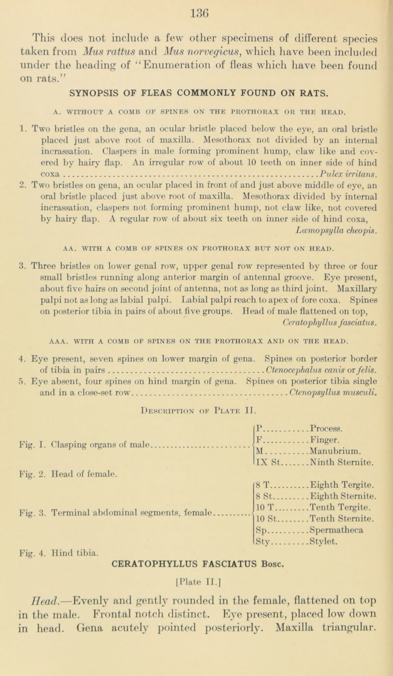 This does not include a few other specimens of different species taken from Mus rattus and Mus norvegicus, which have been included under the heading of “ Enumeration of fleas which have been found on rats.” SYNOPSIS OF FLEAS COMMONLY FOUND ON RATS. A. WITHOUT A COMB OF SPINES ON THE PROTHORAX OR THE HEAD. 1. Two bristles on the gena, an ocular bristle placed below the eye, an oral bristle placed just above root of maxilla. Mesothorax not divided by an internal incrassation. Claspers in male forming prominent hump, claw like and cov- ered by hairy flap. An irregular row of about 10 teeth on inner side of hind coxa Pulex irritans. 2. Two bristles on gena, an ocular placed in front of and just above middle of eye, an oral bristle placed just above root of maxilla. Mesothorax divided by internal incrassation, claspers not forming prominent hump, not claw like, not covered by hairy flap. A regular row of about six teeth on inner side of hind coxa, Lcemopsylla cheopis. AA. WITH A COMB OF SPINES ON PROTHORAX BUT NOT ON HEAD. 3. Three bristles on lower genal row, upper genal row represented by three or four small bristles running along anterior margin of antennal groove. Eye present, about five hairs on second joint of antenna, not as long as third joint. Maxillary palpi not as long as labial palpi. Labial palpi reach to apex of fore coxa. Spines on posterior tibia in pairs of about five groups. Head of male flattened on top, Cera topliyl la s fascia tas. AAA. WITH A COMB OF SPINES ON THE PROTHORAX AND ON THE HEAD. 4. Eye present, seven spines on lower margin of gena. Spines on posterior border of tibia in pairs Ctenocephalus canis or felis. 5. Eye absent, four spines on hind margin of gena. Spines on posterior tibia single and in a close-set row Ctenopsyllus musculi. Description of Plate II. Fig. I. Clasping organs of male Fig. 2. Head of female. Fig. 3. Terminal abdominal segments, female P Process. F Finger. M Manubrium. IX St Ninth Sternite. 8 T Eighth Tergite. 8 St Eighth Sternite. 10 T Tenth Tergite. 10 St Tenth Sternite. Sp Spermatheca Sty Stylet. Fig. 4. Hind tibia. CERATOPHYLLUS FASCIATUS Bose. [Plate II.] Head.—Evenly and gently rounded in the female, flattened on top in the male. Frontal notch distinct. Eye present, placed low down in head. Gena acutely pointed posteriorly. Maxilla triangular.