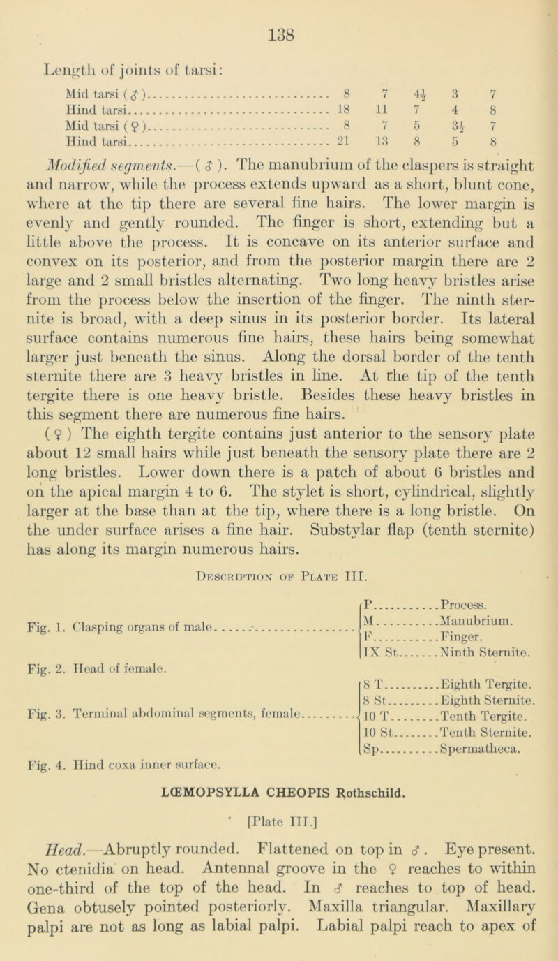 Length of joints of tarsi: Mid tarsi ($) 8 7 4\ 3 7 Hind tarsi 18 11 7 4 8 Mid tarsi (9) 8 7 5 3£ 7 Hind tarsi 21 13 8 5 8 Modified segments.— ( S ). The manubrium of the claspers is straight and narrow, while the process extends upward as a short, blunt cone, where at the tip there are several fine hairs. The lower margin is evenly and gently rounded. The finger is short, extending but a little above the process. It is concave on its anterior surface and convex on its posterior, and from the posterior margin there are 2 large and 2 small bristles alternating. Two long heavy bristles arise from the process below the insertion of the finger. The ninth ster- nite is broad, with a deep sinus in its posterior border. Its lateral surface contains numerous fine hairs, these hairs being somewhat larger just beneath the sinus. Along the dorsal border of the tenth sternite there are 3 heavy bristles in line. At the tip of the tenth tergite there is one heavy bristle. Besides these heavy bristles in this segment there are numerous fine hairs. (9 ) The eighth tergite contains just anterior to the sensory plate about 12 small hairs while just beneath the sensory plate there are 2 long bristles. Lower down there is a patch of about 6 bristles and on the apical margin 4 to 6. The stylet is short, cylindrical, slightly larger at the base than at the tip, where there is a long bristle. On the under surface arises a fine hair. Substylar flap (tenth sternite) has along its margin numerous hairs. Description of Plate III. Fig. 1. Clasping organs of male . Fig. 2. Head of female. Fig. 3. Terminal abdominal segments, female Fig. 4. Hind coxa inner surface. p Process. M .. .Manubrium. F .. .Finger. IX St.... Ninth Sternite. 8 T Eighth Tergite. 8 St Eighth Sternite 10 T ... .Tenth Tergite. 10 St Tenth Sternite. Sp ... Spermatheca. LCEMOPSYLLA CHEOPIS Rothschild. ' [Plate III.] Head.—Abruptly rounded. Flattened on top in <? . Eye present. No ctenidia on head. Antennal groove in the 9 reaches to within one-third of the top of the head. In & reaches to top of head. Gena obtusely pointed posteriorly. Maxilla triangular. Maxillary palpi are not as long as labial palpi. Labial palpi reach to apex of