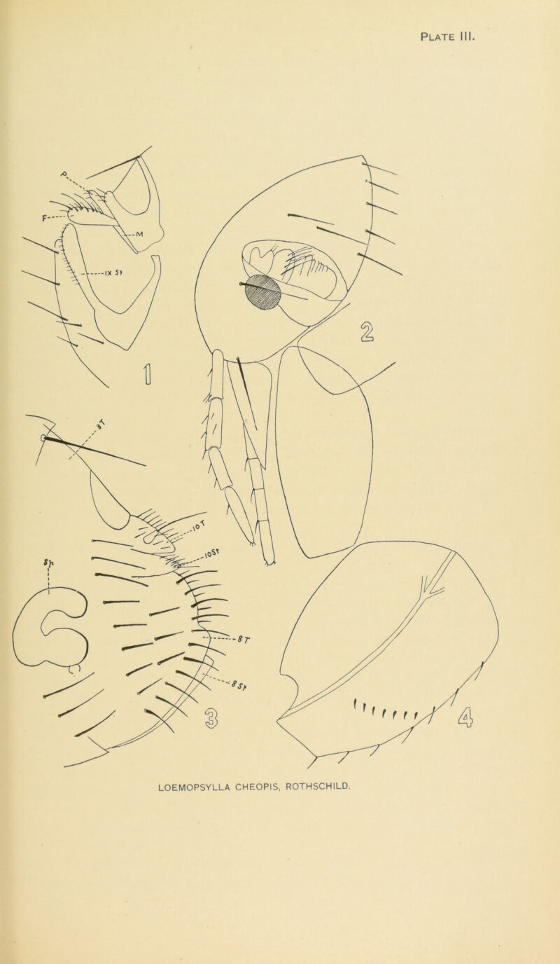 Plate III. LOEMOPSYLLA CHEOPIS, ROTHSCHILD.