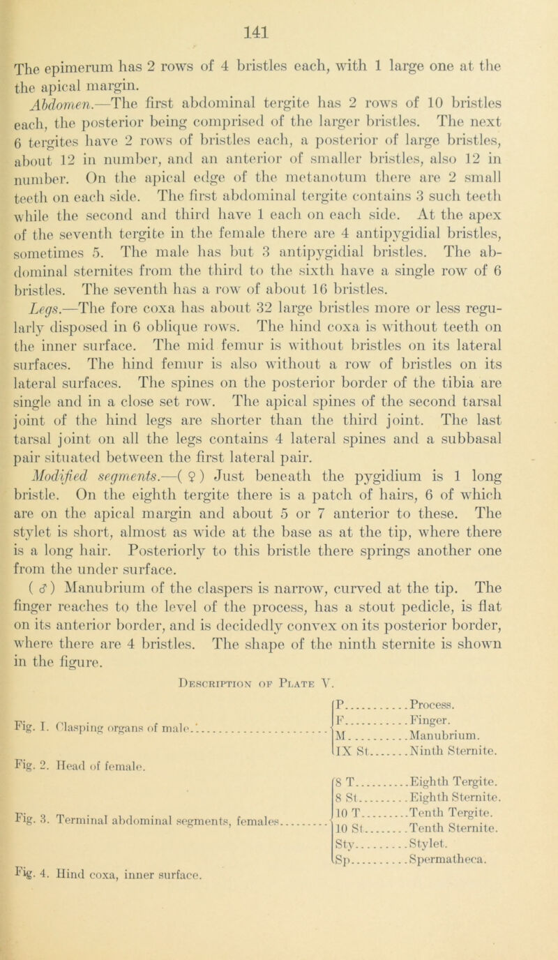 The epimerum has 2 rows of 4 bristles each, with 1 large one at the the apical margin. Abdomen.—The first abdominal tergite has 2 rows of 10 bristles each, the posterior being comprised of the larger bristles. The next 6 tergites have 2 rows of bristles each, a posterior of large bristles, about 12 in number, and an anterior of smaller bristles, also 12 in number. On the apical edge of the metanotum there are 2 small teeth on each side. The first abdominal tergite contains 3 such teeth while the second and third have 1 each on each side. At the apex of the seventh tergite in the female there are 4 antipygidial bristles, sometimes 5. The male has but 3 antipygidial bristles. The ab- dominal sternites from the third to the sixth have a single row of 6 bristles. The seventh has a row of about 16 bristles. Legs.—The fore coxa has about 32 large bristles more or less regu- larly disposed in 6 oblique rows. The hind coxa is without teeth on the inner surface. The mid femur is without bristles on its lateral surfaces. The hind femur is also without a row of bristles on its lateral surfaces. The spines on the posterior border of the tibia are single and in a close set row. The apical spines of the second tarsal joint of the hind legs are shorter than the third joint. The last tarsal joint on all the legs contains 4 lateral spines and a subbasal pair situated between the first lateral pair. Modified segments.—( 9) Just beneath the pygidium is 1 long bristle. On the eighth tergite there is a patch of hairs, 6 of which are on the apical margin and about 5 or 7 anterior to these. The stylet is short, almost as wide at the base as at the tip, where there is a long hair. Posteriorly to this bristle there springs another one from the under surface. ( <9) Manubrium of the claspers is narrow, curved at the tip. The finger reaches to the level of the process, has a stout pedicle, is flat on its anterior border, and is decidedly convex on its posterior border, where there are 4 bristles. The shape of the ninth sternite is shown in the figure. Description of Plate V. Fig. I. Clasping organs of male.*. Fig. 2. Head of female. Fig. 3. Terminal abdominal segments, females IP . Process. F . Finger. M .Manubrium. IX St .Ninth Sternite. [8 T . .Eighth Tergite. 8 St . Eighth Sternite. 10 T ..Tenth Tergite. 10 St .Tenth Sternite. Sty . Stylet. ■Sp .Spermatheca. tig. 4. Hind coxa, inner surface.