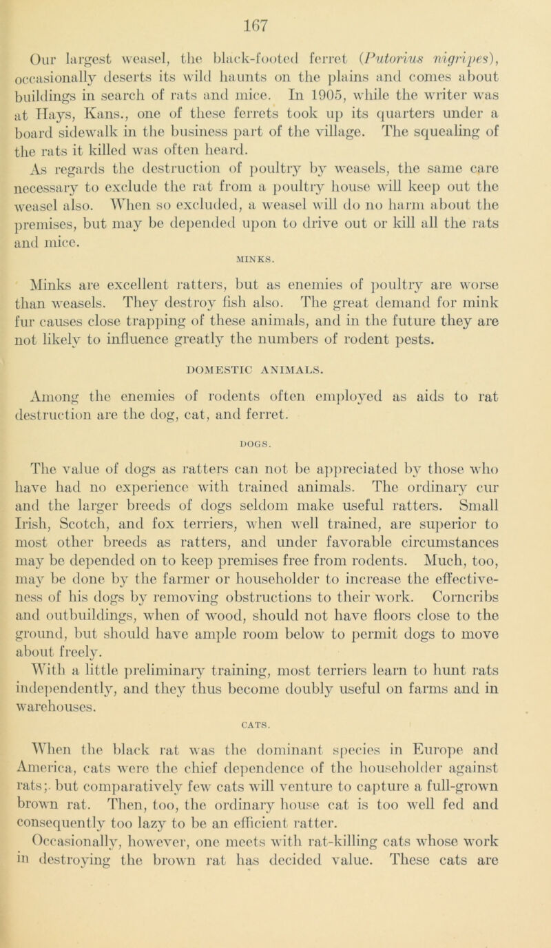 Our largest weasel, the black-footed ferret (Putorius nigripes), occasionally deserts its wild haunts on the plains anti conies about buildings in search of rats and mice. In 1905, while the writer was at Hays, Ivans., one of these ferrets took up its quarters under a board sidewalk in the business part of the village. The squealing of the rats it killed was often heard. As regards the destruction of poultry by weasels, the same care necessary to exclude the rat from a poultry house will keep out the weasel also. When so excluded, a weasel will do no harm about the premises, but may be depended upon to drive out or kill all the rats and mice. MINKS. Minks are excellent ratters, but as enemies of poultry are worse than weasels. They destroy fish also. The great demand for mink fur causes close trapping of these animals, and in the future they are not likely to influence greatly the numbers of rodent pests. DOMESTIC ANIMALS. Among the enemies of rodents often employed as aids to rat destruction are the dog, cat, and ferret. DOGS. The value of dogs as ratters can not be appreciated by those who have had no experience with trained animals. The ordinary cur and the larger breeds of dogs seldom make useful ratters. Small Irish, Scotch, and fox terriers, when well trained, are superior to most other breeds as ratters, and under favorable circumstances may be depended on to keep premises free from rodents. Much, too, may be done by the farmer or householder to increase the effective- ness of his dogs by removing obstructions to their work. Corncribs and outbuildings, when of wood, should not have floors close to the ground, but should have ample room below to permit dogs to move about freely. With a little preliminary training, most terriers learn to hunt rats independently, and they thus become doubly useful on farms and in warehouses. CATS. When the black rat was the dominant species in Europe and America, cats were the chief dependence of the householder against rats;, but comparatively few cats will venture to capture a full-grown brown rat. Then, too, the ordinary house cat is too well fed and consequently too lazy to be an efficient ratter. Occasionally, however, one meets with rat-killing cats whose work in destroying the brown rat has decided value. These cats are