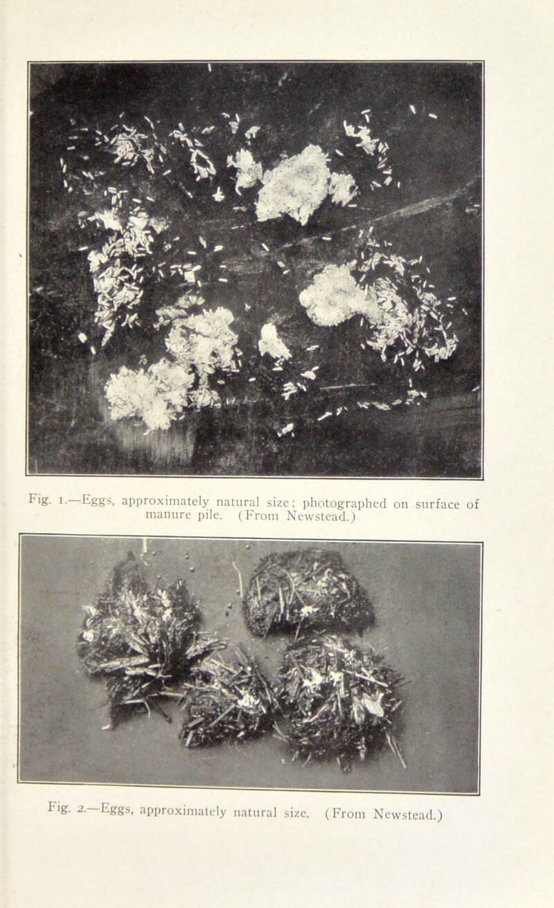 I- Eggs, approximately natural size; photographed on surface of manure pile. (From Newstead.) Fig. 2.—Eggs, approximately natural size. (From Newstead.)