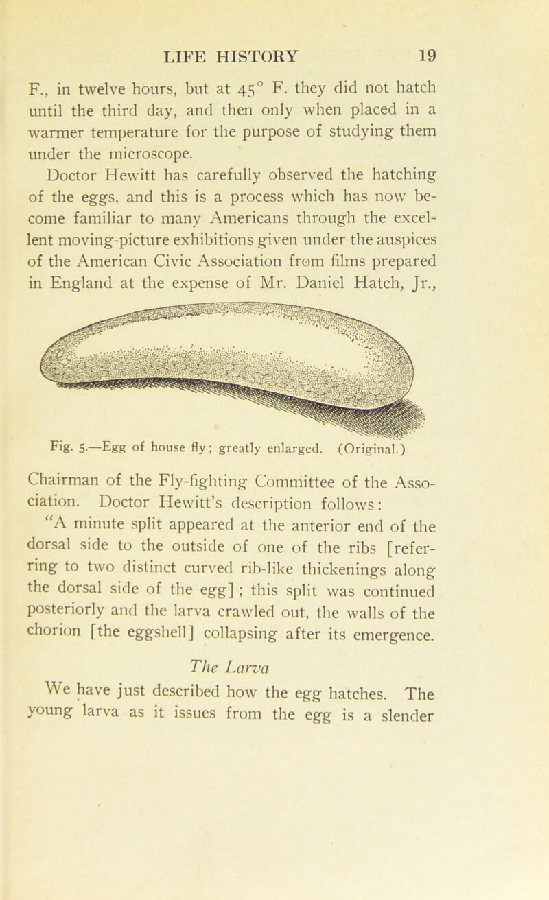 F., in twelve hours, but at 45° F. they did not hatch until the third day, and then only when placed in a warmer temperature for the purpose of studying them under the microscope. Doctor Hewitt has carefully observed the hatching of the eggs, and this is a process which has now be- come familiar to many Americans through the excel- lent moving-picture exhibitions given under the auspices of the American Civic Association from films prepared in England at the expense of Mr. Daniel Hatch, Jr., Fig. 5.—Egg of house fly; greatly enlarged. (Original.) Chairman of the Fly-fighting Committee of the Asso- ciation. Doctor Hewitt’s description follows; “A minute split appeared at the anterior end of the dorsal side to the outside of one of the ribs [refer- ring to two distinct curved rib-like thickenings along the dorsal side of the egg] ; this split was continued posteriorly and the larva crawled out, the walls of the chorion [the eggshell] collapsing after its emergence. The Larva We have just described how the egg hatches. The young larva as it issues from the egg is a slender