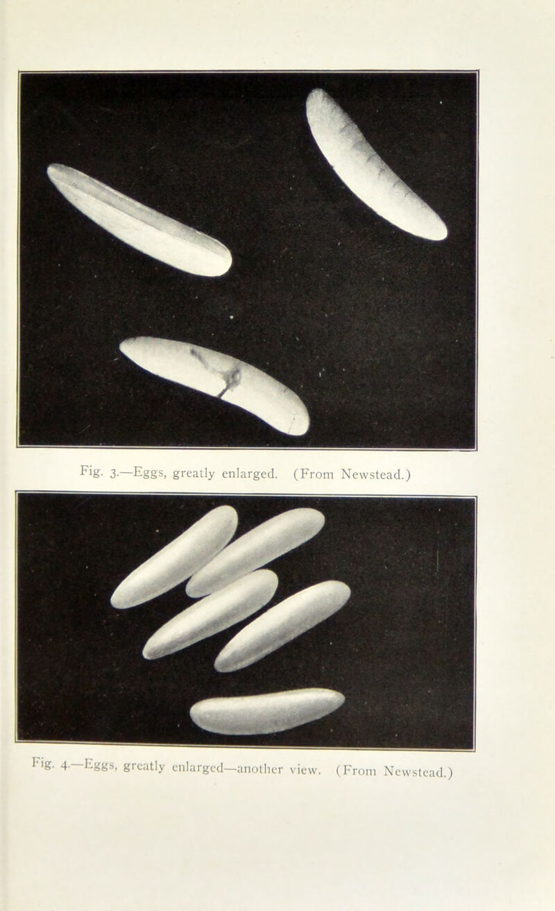 Fig. 4.—Eggs, greatly enlarged—anotlier view. (From New.stead.)