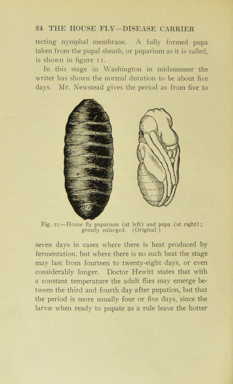 tecting nymphal membrane. A fully formed pupa taken from the pupal sheath, or puparium as it is called, is shown in figure ii. In this stage in Washington in midsummer the writer has shown the normal duration to he about five days. Mr. Newstead gives the period as from five to Fig. II.—House fly puparium (at left) and pupa (at right); greatly enlarged. (Original.) seven days in cases where there is heat produced by fermentation, but where there is no such heat the stage may last from fourteen to twenty-eight days, or even considerably longer. Doctor Hewitt states that with a constant temperature the adult flies may emerge be- tween the third and fourth day after pupation, but that the period is more usually four or five days, since the larvae when ready to pupate as a rule leave the hotter