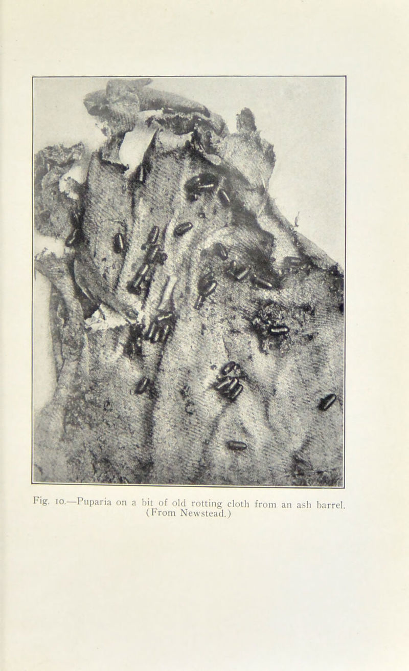 Fig. 10.—Piiparia on a l)it of old rotting cloth from an a.sli barrel (From Ncwstcacl.)
