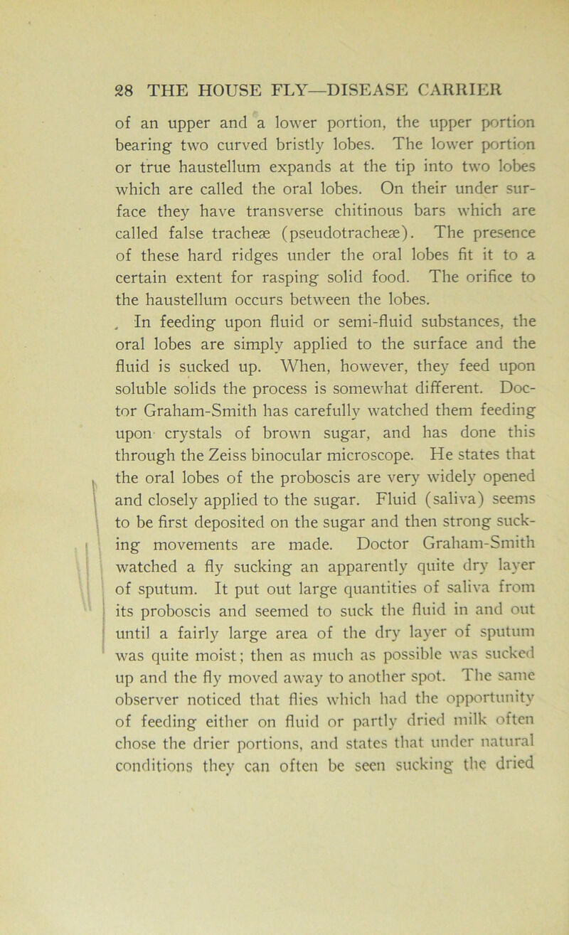 of an upper and a lower portion, the upper portion bearing two curved bristly lobes. The lower portion or true haustellum expands at the tip into two lobes which are called the oral lobes. On their under sur- face they have transverse chitinous bars which are called false tracheae (pseudotracheae). The presence of these hard ridges under the oral lobes fit it to a certain extent for rasping solid food. The orifice to the haustellum occurs between the lobes. . In feeding upon fluid or semi-fluid substances, the oral lobes are simply applied to the surface and the fluid is sucked up. When, however, they feed upon soluble solids the process is somewhat different. Doc- tor Graham-Smith has carefully watched them feeding upon crystals of brown sugar, and has done this through the Zeiss binocular microscope. He states that V the oral lobes of the proboscis are very widely opened 1 and closely applied to the sugar. Fluid (saliva) seems 1 to be first deposited on the sugar and then strong suck- ' ing movements are made. Doctor Graham-Smith watched a fly sucking an apparently quite dry layer of sputum. It put out large quantities of saliva from its proboscis and seemed to suck the fluid in and out until a fairly large area of the dry layer of sputum was quite moist ; then as much as possible was sucked up and the fly moved away to another spot. The same observer noticed that flies which had the opportunity of feeding either on fluid or partly dried milk often chose the drier portions, and states that under natural conditions they can often be seen sucking the dried