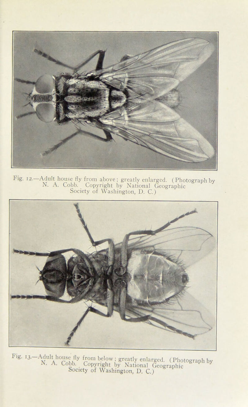 Fig. 12.—Adult house fly from above; greatly enlarged. (Photograph by N. A. Cobb. Copyright by National Geographic Society of Washington, D. C.) Fig. 13. Adult house fly from below greatly enlarged. (Photograph by iN. A. Cobb. Copyright by National Geographic