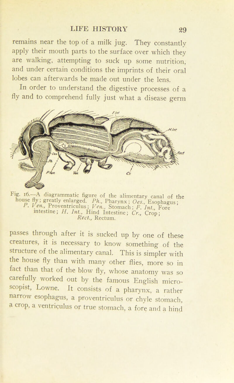 remains near the top of a milk jug. They constantly apply their mouth parts to the surface over which they are walking, attempting to suck up some nutrition, and under certain conditions the imprints of their oral lobes can afterwards be made out under the lens. In order to understand the digestive processes of a fly and to comprehend fully just what a disease germ Fig. i6.—A diagrammatic figure of the alimentary canal of the house fly; greatly enlarged. Ph., Pharynx ; Oes., Esophagus : P. Pen., Proventriculus; Ven., Stomach; F. Int., Fore intestine; H. Int., Hind Intestine; Cr., Crop; Rect., Rectum. passes through after it is sucked up by one of these creatures, it is necessary to know something of the structure of the alimentary canal. This is simpler with the house fly than with many other flies, more so in fact than that of the blow fly, whose anatomy was so carefully worked out by the famous English micro- scopist, Lowne. It consists of a pharynx, a rather narrow esophagus, a proventriculus or chyle stomach, a crop, a ventriculus or true stomach, a fore and a hind