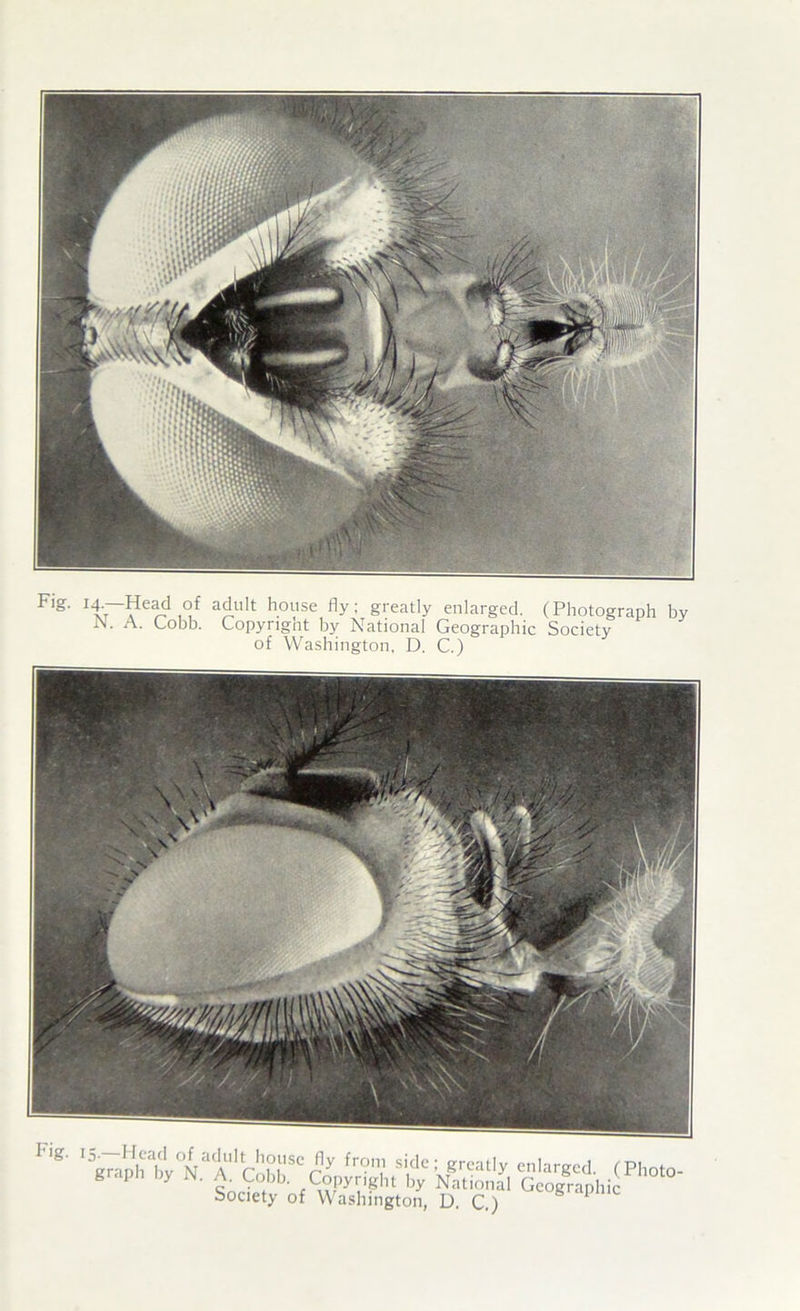 gi'eatly enlarged. (Photograph by N. A. Lobb. Copyngnt by National Geographic Society of Washington. D. C.)