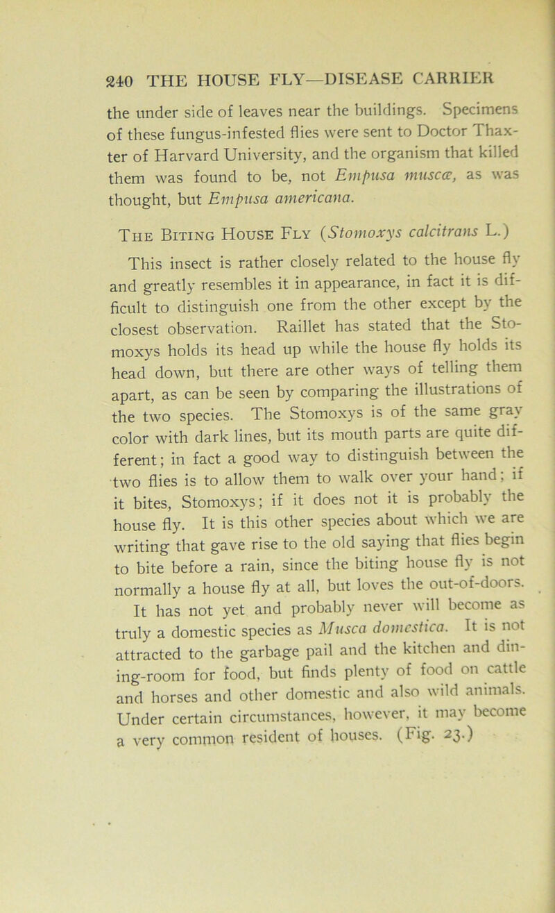 the under side of leaves near the buildings. Specimens of these fungus-infested flies were sent to Doctor Thax- ter of Harvard University, and the organism that killed them was found to be, not Empusa muscce, as was thought, but Empusa americana. The Biting House Fly {Stomoxys calcitrans L.) This insect is rather closely related to the house fly and greatly resembles it in appearance, in fact it is dif- ficult to distinguish one from the other except by the closest observation. Raillet has stated that the Sto- moxys holds its head up while the house fly holds its head down, but there are other ways of telling them apart, as can be seen by comparing the illustrations of the two species. The Stomoxys is of the same gray color with dark lines, but its mouth parts are quite dif- ferent; in fact a good way to distinguish between the two flies is to allow them to walk over your hand; if it bites, Stomoxys; if it does not it is probably the house fly. It is this other species about which we are writing that gave rise to the old saying that flies begin to bite before a rain, since the biting house fly is not normally a house fly at all, but loves the out-of-doors. It has not yet and probably never will become as truly a domestic species as Musca domcstica. It is not attracted to the garbage pail and the kitchen and din- ing-room for food, but finds plenty of food on cattle and horses and other domestic and also wild animals. Under certain circumstances, however, it may become a very common resident of houses. (Fig. 23.)