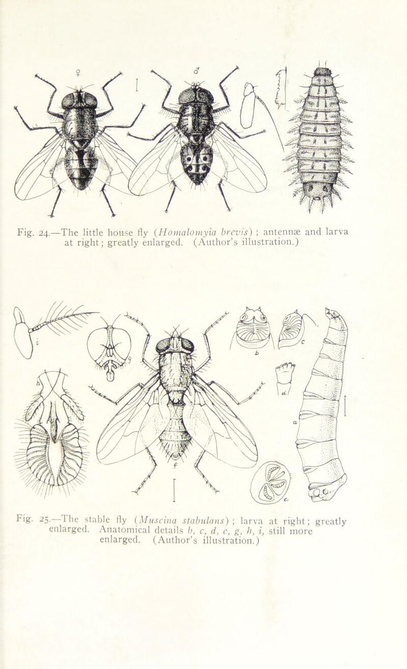 Fig. 24.—The little house fly (Homalomyia brevis) ; antennte and larva at right; greatly enlarged. (Author’s illustration.) Fig- 25.—The stable fly (Miiscina slabuliins) ; larva at right; greatly enlarged. Anatomical details l>, c, d, c, g, h, i, still more enlarged. (Author’s illustration.)