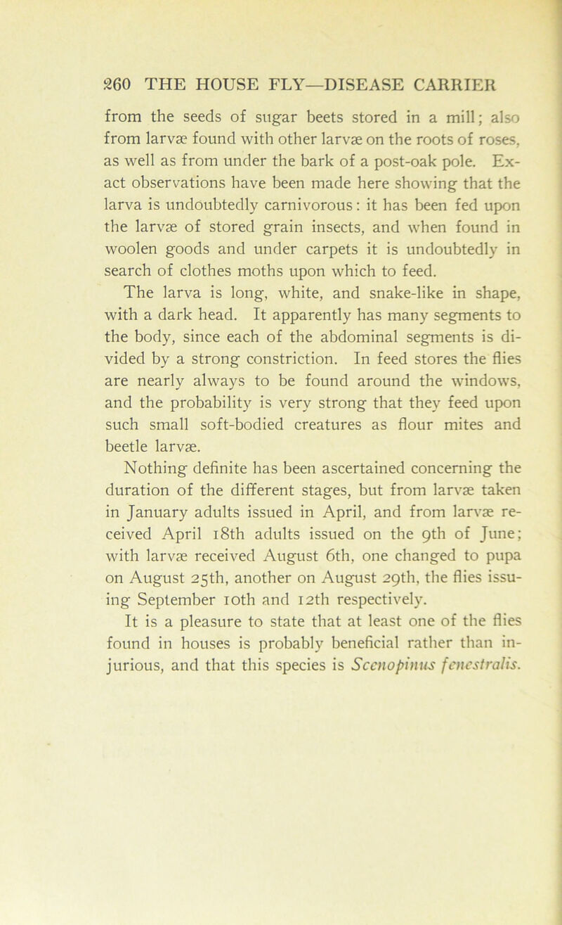 from the seeds of sugar beets stored in a mill; also from larva? found with other larvae on the roots of roses, as well as from under the bark of a post-oak pole. Ex- act observations have been made here showing that the larva is undoubtedly carnivorous: it has been fed upon the larvae of stored grain insects, and when found in woolen goods and under carpets it is undoubtedly in search of clothes moths upon which to feed. The larva is long, white, and snake-like in shape, with a dark head. It apparently has many segments to the body, since each of the abdominal segments is di- vided by a strong constriction. In feed stores the flies are nearly always to be found around the windows, and the probability is very strong that they feed upon such small soft-bodied creatures as flour mites and beetle larvae. Nothing definite has been ascertained concerning the duration of the different stages, but from larvae taken in January adults issued in April, and from larvae re- ceived April i8th adults issued on the 9th of June; with larvae received August 6th, one changed to pupa on August 25th, another on August 29th, the flies issu- ing September loth and 12th respectively. It is a pleasure to state that at least one of the flies found in houses is probably beneficial rather than in- jurious, and that this species is Sccnopinus fcucstralis.