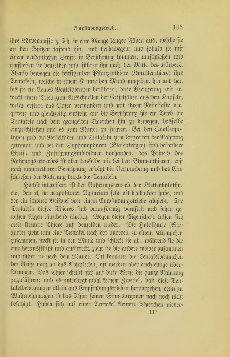 i£)re Äörperntaffc 5. Xf). in eine SOZenge langer Reiben au§, wetdje fie an beit ©pi^ett taftenb ljin = ttitb herbemegett; itnb fobatb fic mit einem oerbautidjen ©toffe in Serüfjrung fontmen, umftfjüe^en nnb umfliegen fie benfetben itnb führen ihn itadj ber Stritte be§ ®örper§. (S6cnf0 bewegen bie feftfipenbett ipftan§entt)iere (Soraßentfyiere) ifjre Xentafetn, wetdje in einem Strange beit Söhinb umgeben, t)in nnb I)er, bi» fie ein deines Söentetijierdfen berühren; biefe iÖeritfjrttng erft cr= luedt einett Xrieb §ttnt 5tnsfd)iicllen ber S^effetfäben attö beit Äapfetn, wetdj erftere baS Opfer oerwunben nnb mit ihrem Üieffetfafte ner= giften; nnb gleichzeitig entfielt auf bie Serüf)rung hin ein Xrieb bie Xentafetn itadj beut geangelten Xljicrdjcn t)in §rt bemegeit, baäfetbe eiizufdjticjjen nnb e§ §um dftuttbe ju führen. Sei ben Dualtenpo= tppen ftnb bie Sfteffelfäben nnb Xentafetn §nm Ergreifen ber Nahrung getrennt; nnb bei ben ©pphonopfjoren (Stafenträger) fiitb befonbere ©reif = nnb ßuführungäinbiüibuen öorpanben; ba§ $J3rincip bes 9Zaf)rung§ermerbe§ ift aber baSfetbe wie bei ben Stumentfjieren, erft itadj unmittelbarer Seriifjritttg erfolgt Die Scrwunbiutg nnb bas ©in= fdjfiefjen ber dcafjrititg bttrdj bie Xentafetn. §ödjft intereffant ift ber 9M)ruttg»ermerb ber ®tettenf)ototf)U= rie, ben idj int neapotitaner Aquarium fetjr oft beobachtet habe, nnb ber ein fdjöne§ Seifpiet non einem ©mpfinbung§triebe abgiebt. Xic Xentafetn biefe§ Xf)iere§ fiitb baumförmig oeräftett nnb fefjen ge= miffeit Sttgcit täufepenb ätjntidj. SGBegen biefer Grigenfdjaft taffen fidj niete fteinere Xtjiere auf benfetben nieber. Xie §ototf)urie (©ee= gurfc) giefjt nun eine Xentafet itadj ber anberen 31t einem $tüntpdjcit pfammen, ftedt fic in ben 9ttunb uitb fdjtedt fic ab; mäfjrenb fie bie eine fjerauSftütpt unb au»ftredt, jictjt fie bie aubere tuicbcr jufammen itnb fiif)rt fie itadj bent ÜDtunbe. Oft fontnteit bie Xentafetbäumdjeit ber dteifje itadj an ba§ Stbfdjteden, oft werben aber aitdj einige über= fpntngeit. Xa§ Xtjicr fdjciut fidj auf biefe Xöcife bie gange Nahrung gttgnfithrcit; ttitb e§ unterliegt luotjt feinem ßweifel, bah biefe Xeit= tafetbewegungen allein an» ©mpfittbuugStrieben herüorgeljen, beim §n SBahrnehntungcn ift ba§ Xtjier feinen ©inne§organen itadj itodj nidjt befähigt, .öaben fidj auf einer Xentafet fteinere Xt)icrdjcn iticbcr= 11*