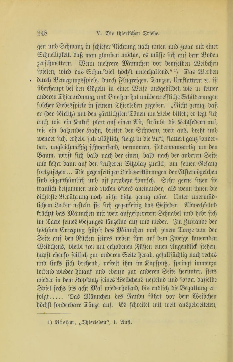 gen unb ©cpman§ in fdjiefer fRidjtung ttacp nuten unb §tnar mit einer ©cpnelligfeit, baf3 man glauben tnöcpte, eS müffe fiep auf bem 33oben gerfepmettern. Sßenn mehrere SRänncpen öor bemfelben äBeibdjett fpielen, mirb baS ©djattfpiel f)öd)ft unterpaltenb.x) $)aS 3Berbett « bttrd) 33emegttngSfpiele, bnrd) glngreigen, Xanten, Umflattern re. ift überhaupt bei beit Mogeln in einer 3öeife aitSgebilbet, mie in feiner anbereit Xpierorbnung, unb 33 r e 1) nt I)at nuiibertreff lid;e ©d)ilberuitgen fold)er SiebeSfpiele in feinem Snjierleben gegeben. „9?id)t genug, bap er (ber ©irlip) mit ben gärtlicpften Xönen mit Siebe bittet; er legt fid) and) mie ein Shtfuf platt anf einen 2tft, ftränbt bie Äeplfebern anf, mie ein balgettber §apn, breitet ben ©cpmattj meit aitS, brel)t nnb menbet fid), ergebt fid) plöplid), fteigtin bieSnft, flattert gang fonber= bar, uttgleidjmäpig fdpoanfeub, oermorren, flebermauSartig tun ben 33aitm, mirft fid) halb ttad) ber einen, halb nad) ber anbereit ©eite nnb feprt bann auf ben früheren ©ipplap gurücf, um feinen ©efang fortgufepen... S)ie gegenfeitigenSiebeSerflärungen ber Slfteroögeldjeu fittb eigentpümlid) unb oft gerabe^u fomifd). ©epr gerne fipen fie traulid) beifammen unb rüden öftere aneinanber, als menn ipnett bie bid)tefte 33erüprung nod) nid)t bid)t genug märe. Unter unermüb= lid)ent Sodett nefteltt fie fid) gegenfeitig baS ©efieber. 31bmed)felttb fräd)5t baS 9ttänitcpen mit meit aufgefperrtem ©cpnabel unb pebt fid) int STacte feinet ©efangeS tängelnb auf unb ttieber. 8m ßuftaitbe ber pödjften Erregung püpft baS 3ftännd)eit ttad) jenem Xanje üon bei- seite auf ben fftücfen feines neben ipnt auf beut ßmeigc fauernbeit SBeibcpenS, bleibt frei mit erpobenen $itpen einen Slugettblid ftepeit, püpft ebenfo feitlid) gur attberen ©eite perab, gefallfiicptig ttacp red)tS nnb Hufs fid) brepenb, neftett ipnt im föopfpup, fpringt immerzu lodeub mieber pinattf unb ebenfo §ur anbereu ©eite perunter, ftetS mieber in bem fö'opfpttp feines SöeibcpenS neftelttb nnb fofort baffelbe ©piet fed)S bis ad)t 9Kal mieberpolenb, bis enblid) bie Begattung er= folgt 2)aS äftämtcpen beS 9?anbit füprt oor bem Söeibcpen pöd)ft fonberbare SEönge auf. @S fdjreitet mit meit auSgebreiteteit, l) 23rel)m, „^tertcbeit, 1. Stuft.