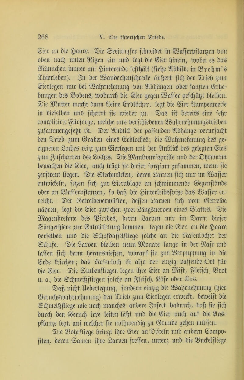 (Ster au bie §aare. S)te (Seejungfer fdfneibet tu 3BafferpfIau§eu oott oben ttad) unten Üiipett eilt unb legt bie (Sier hinein, mobei eS baS äftämtdjeu immer am §iutereube feftfjält (fiet)e Stbbilb. in 23 r et) nt’S Sdjierteben). $n ber SBaitbertjeufdjrede äußert fid) ber Srieb gunt ©iertegeit nur bei 2öaf)rnef)mung oott Slbfjängen ober fanften @rt)e= bttttgen beS 23obenS, mobttrd) bie (Sier gegen Söaffer gefdjitpt bleiben* ®ie Butter ntad)t bann Heine (Srblödjer, legt bie @ier fturnpemoeife itt biefetben unb fdjarrt fie mieber 51t. 2)aS ift bereits eine fefjr eomptieirtefprforge, metdje aitS oerfdfiebenen äöafjrnefjmungStrieben gufantmengefetd ift. SDer Üütbtid ber paffenbett Slbtfänge üerurfadjt beit SErieb gunt ©rabett eines @rbtod)eS; bie Sßafjruetfmung beS ge- eigneten SodjeS reigt gttnt ©ierlegen unb ber Stnblid beS gelegten @ieS guntßufdfQrren beSSodjeS. S)ie 9)?autnmrfSgrttte unb ber Oljrttturm bemalen bie ©ier, and) trägt fie biefer forgfam gufantmen, metttt fie gerftreut liegen. S)ie ©ted) müden, bereu Saröen fid) nur im Sßaffer eutmideln, fepett fid) gur CSierablage au fdjmimmettbe ©egeitftänbe ober an SSafferpftangett, fo baf; bie §interteibSfpi|e baS SBaffer er- reidjt. ®er ©etreibeüermüfter, beffen Samen fid) oont (betreibe ttapren, legt bie @ier gtoifcffen gtnei SängSnemen eines SölatteS. 2)ie ÜDiagenbretfme beS ißferbeS, bereu Samen nur im 2)arm biefer ©äugettjiere gur (Sntmidetitng fontmen, legen bie @ier au bie §aare berfeiben unb bie ©djafbaffetftiege fotd)e an bie Sftafenlödjer ber ©djafe* SDie Samen bleiben neun Sftonate lange in ber 91afe unb taffen fid) bann fjerauSniepen, luoraitf fie gur Verpuppung itt bie Grrbe friedfen; baS Sftafenlodj ift atfo ber cingig paffenbe Ort für bie (Sier. SDte ©tubenftiegen legen it)re (Sier au SRift, $teifd), 23rot lt. a., bie ©dfmeifjftiegen foldfe an $teifdj, ßäfe ober SlaS. X)af) nid)t Uebertegung, fottbern eittgig bie SMjrnefjmung (l)ier @erud)Siuat)rnet)tnitng) beit SErieb gitttt (Siertcgen ertoedt, betoeift bie ©dpiteifjftiege mie nod) ntattd)eS anbere Snfect babttrd), baff fie fid) burd) bett ©erttd) irre leiten täfjt unb bie (Sier and) auf bie SlaS= pflattge legt, auf metdjer fie nottfmenbig gn ©runbe get)eu mitffcn. 2)ie 23ot)rftiege bringt itjre (Sier an Nifteln unb aubern Sompo= fiten, bereit ©amen itjre Samen f reff eit, unter; unb bie SSudetftiege