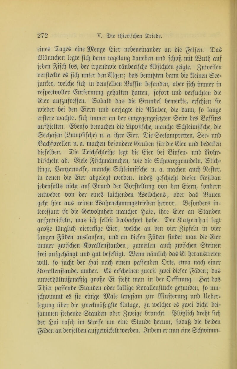 ctite§ SagcS eine Stenge Eter uebeneinanber an bie gelfen. 2)aS SOZänndfjen legte fic£) bann tagelang baneben unb fdjop mit Sßutf) auf jeben f^ifcf) log, ber irgeubmie räuberifdje Slbfidjten geigte, ßutorflcn oerftedte eS fid) unter benIlgen; baS benupten bann bie deinen @ee= junfer, meldje fid) in bemfelben 93affin befanben, aber fid) immer in refpectöotler Entfernung gehalten Ratten, fofort unb üerfudjten bie Eier aufgufreffen. ©obalb baS bie Erunbel bemerfte, erfd)ien fie mieber bei beit Eiern unb üerjagte bie Räuber, bie bann, fo lange erftere toaste, fid) immer an ber entgegengefefjten ©eite beS SaffinS aufljielten. Ebenfo bemachen bie Sippfifdfe, manefje ©djleimfifdje, bie ©eeljafen (Sumpfifdje) it. a. ifjre Eier. 2)ie ©eelampretten, ©ee= unb Sadjforellen it. a. machen befonbere Eruben für bie Eier unb bebedeu biefelben. £>ie Xeidjfcfjleijjc legt bie Eier bei 99infen= unb 9tol)r= bitfdjeln ab. Siele gifd)männ<f)en, mie bie ©dfmarggrunbeln, ©ticf)= linge, ^ßangermelfe, mandje ©djleimfifdje u. a. maefjen and) Stefter, in benen bie Eier abgelegt merben, inbejj gefdjietjt biefer Steftbau jebenfaHS nidjt auf Entnb ber Sorftellung non ben Eiern, fonbern entmeber oon ber eines laidjenben SBeibdjenS, ober baS Sauen gef)t Ijier aus reinen SSaljrnefjtnungStrieben fyeroor. SefonberS in= tereffant ift bie Eemoljnljeit mancher §aie, ipre Eier an ©tauben aufgumideln, maS id) felbft beobadjtet Ijabe. £>er $apenl)ai legt grojje länglid) üieredige Eier, meldje an ben üier ßipfeln in oier langen gäben auSlaufen; unb au biefen gäben finbet man bie Eier immer gmifdjen ^orallenftauben, gumeilen and) gmifdjen ©teiuen frei aufgefjängt unb gut befeftigt. Sßenn nämlid) baS Ei IjerauStreten mill, fo fudjt ber §ai itad) einem paffenbeit Orte, ctma nad) einer ^orallenftaube, untrer. ES erfdjeinen guerft gmei biefer gäben; baS unoerljältnipunifsig gro^e Ei fieljt man in ber Deffitung. tpat baS Stljier paffenbe ©tauben ober fällige $orallenftüde gefunben, fo um= fdjmimmt eS fie einige Stale langfaut gur Stufterung unb lieber= iegung über bie gmedmäpigfte Einlage, git meldjer eS gmei bidjt bei* fammeu fteljenbe ©tauben ober gmeige braucht. pöplid) breljt fid) ber .fpai rafd) im Greife um eilte ©taube fjentm, fobaf) bie beiben gäben an berfelben aufgemidelt merben. gnbem er nun eine ©djmintm*