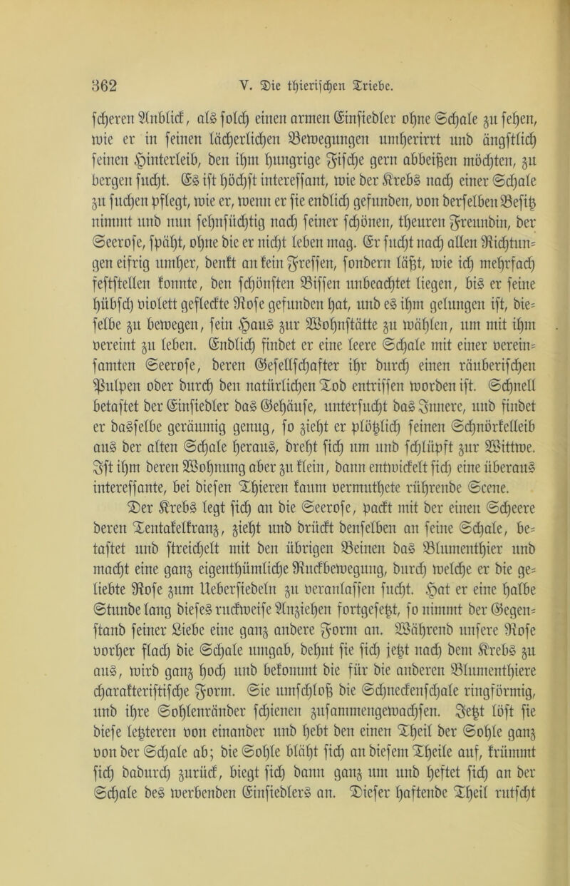 fcperen Slnblid, aläfolcp einen armen ©infiebler opne©cpale §u fe^en, tute er in feinen läcperlicpen Söetuegungen untEjerirrt nnb ängftlicp feinen Hinterleib, ben ipnt Hungrige f^ifcfje gern abbeipen möchten, 51t bergen fudjt. ©3 ift pödpft intereffant, tuie ber $reb§ nacp einer ©d)ale 51t fucpen pflegt, tuie er, tuemt er fie enblid) gefnnben, uon berfelbenSSeftp nimmt nnb nun fepnfücptig ttad) feiner frönen, tpeuren greunbitt, ber ©eerofe, fpäpt, ol)ne bie er nidjt leben mag. ©r fucpt nacp öden 9ticptun= gen eifrig nutzer, benft an fein ^reffen, fonbern läpt, tuie id) nteprfad) feftfteden fonnte, ben fcpönften SBiffen unbeacptet liegen, bi§ er feine pübfd) uiolett gefledte Ü^ofe gefunben pat, nnb e§ ipm gelungen ift, bie- fetbe gu betuegen, fein §au§ gut* SBopnftätte gu tuäplen, nnt mit ipm uereint 51t leben, ©nblicp finbet er eine leere ©djale mit einer ucrein= fanden ©eerofe, bereit ©efellfcpafter ipr burcp einen räuberifcpett Pulpen ober bnrd) ben natürtid)en STob entriffen tuorben ift. ©cpnell betaftet ber ©infiebler ba§ ©epättfe, unterfucfjt ba§ Sintere, nnb finbet er baSfelbe geräumig genug, fo §ief)t er plöplicp feinen ©cpnörfedeib au§ ber alten @d)ale Heraus, brept fid) um ttttb fcplüpft gur SBitttue. Sftipnt bereu üESopnmtg aber guflein, bann enttuidelt fid) eine überaus intereffante, bei biefen STpiercn fattttt uermutpete rüprenbe ©eene. ®er $reb§ legt fid) an bie ©eerofe, padt mit ber einen ©cpeere bereu Xentafelfrang, giept nnb briirft benfelben an feine ©cpale, be= taftet nnb ftreid)elt mit ben übrigen deinen bas tßlumentpier nnb macpt eine gang eigentpümlicpe SKitcfbetuegung, bnrd) tuelcpe er bie ge= liebte fRofe gttnt Ueberfiebeltt gu ueranlaffen fud)t. Hat er eine palbe ©tunbelang biefeS rucftueife §Xn§iepen fortgefept, fo nimmt ber©egen= ftanb feiner Siebe eine gang anbere $ornt an. SBäprenb nufere 3fofe uorper flad) bie ©d)ale umgab, bepnt fie fid) jept ttad) beut $reb§ gu aus, tuirb gang pocp ttttb befommt bie für bie anberen Sölumentpiere cparafteriftifcpe $orm. ©ie umfcplop bie ©d)itedeitfd)ale ringförmig, ttttb ipre ©oplenränber fcpienen gitfammengetoad)fen. Sept löft fie biefe lepteren uott einanber ttttb pebt ben einen Stpeil ber ©ople gang uonber@d)ale ab; bie ©ople bläpt fid) an biefem 'Epeile auf, frünmtt fid) baburcp guritd, biegt fid) bann gang um nnb peftet fid) an ber ©d)ale be3 tuerbenben ©infieblerS an. tiefer paftenbe SEpeil rutfcpt