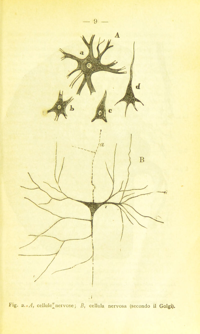 Fig. 2.,A, cellule^nervose ; B, cellula nervosa (secondo il Golgi).