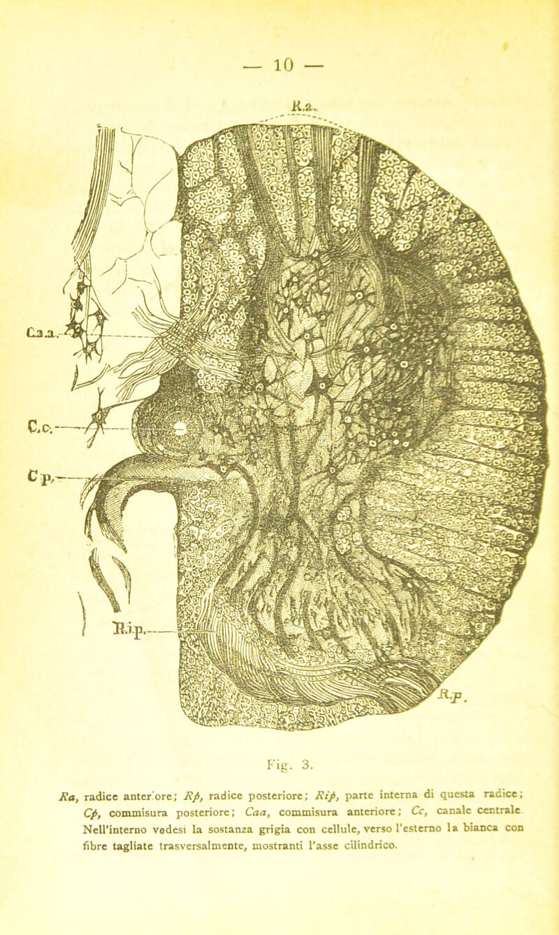 K,a. Fig. 3. Ra, radice anteriore ; Rp, radice posteriore; Rìp, parte interna di questa radice; Cp, commisura posteriore; Caa, commisura anteriore; Cc, canale centrale Nell’interno vedesi la sostanza grigia con cellule, verso i’esterno la bianca con fibre tagliate trasversalmente, mostranti l’asse cilindrico.