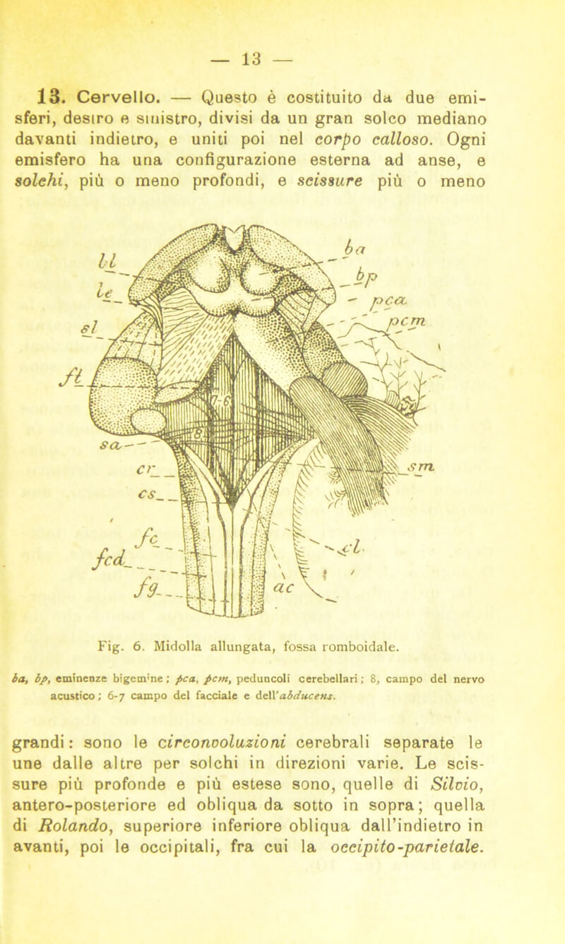 13. Cervello. — Questo è costituito da due emi- sferi, destro e sinistro, divisi da un gran solco mediano davanti indietro, e uniti poi nel corpo calloso. Ogni emisfero ha una configurazione esterna ad anse, e solchi, più o meno profondi, e scissure più o meno Fig. 6. Midolla allungata, fossa romboidale. ha, bp, eminenze bigem'ne ; pca, pcm, peduncoli cerebellari ; 8, campo del nervo acustico; 6-7 campo del facciale e At\\abducens. grandi : sono le circonvoluzioni cerebrali separate le une dalle altre per solchi in direzioni varie. Le scis- sure più profonde e più estese sono, quelle di Silvio, antero-posteriore ed obliqua da sotto in sopra; quella di Rolando, superiore inferiore obliqua dall’indietro in avanti, poi le occipitali, fra cui la occipito-parietale.