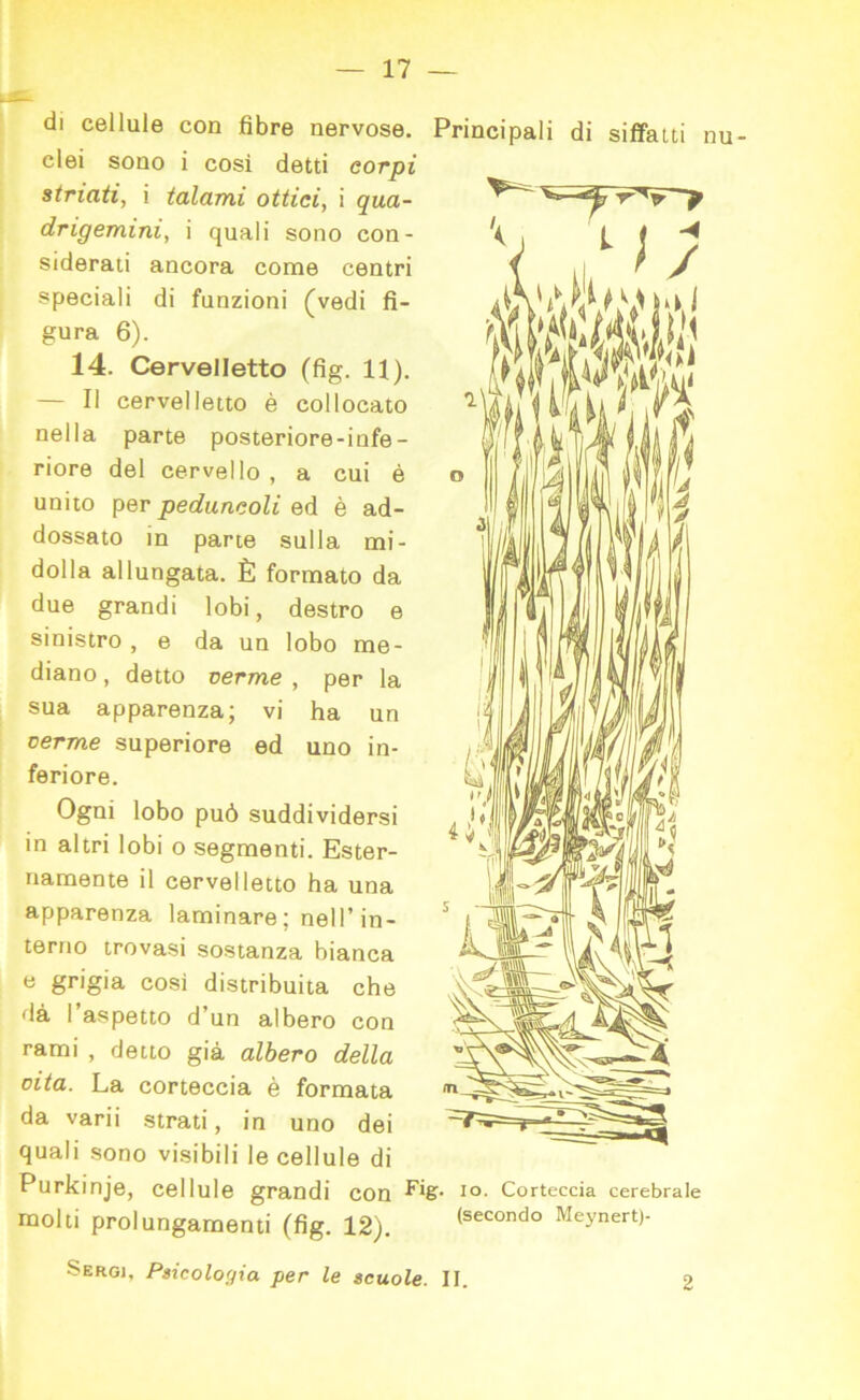 \ / f 7 di cellule con fibre nervose. Principali di siffatti nu- clei sono i cosi detti corpi striati, i talami ottici, i qua- drigemini, i quali sono con- siderati ancora come centri speciali di funzioni (vedi fi- gura 6). 14. Cervelletto (fig. 11). — Il cervelletto è collocato nella parte posteriore-infe- riore del cervello , a cui é unito per peduncoli ed è ad- dossato in parte sulla mi- dolla allungata. È formato da due grandi lobi, destro e sinistro , e da un lobo me- diano , detto verme , per la sua apparenza; vi ha un verme superiore ed uno in- feriore. Ogni lobo può suddividersi in altri lobi o segmenti. Ester- namente il cervelletto ha una apparenza laminare : nell’in- terno trovasi sostanza bianca e grigia così distribuita che dà l’aspetto d’un albero con rami , detto già albero della cita. La corteccia è formata da varii strati, in uno dei quali sono visibili le cellule di Purkinje, cellule grandi COn Fig. io. Corteccia cerebrale 1 • (secondo Meynert)- molti prolungamenti (fig. 12). Sergi, Psicologia per le scuole. II. 2
