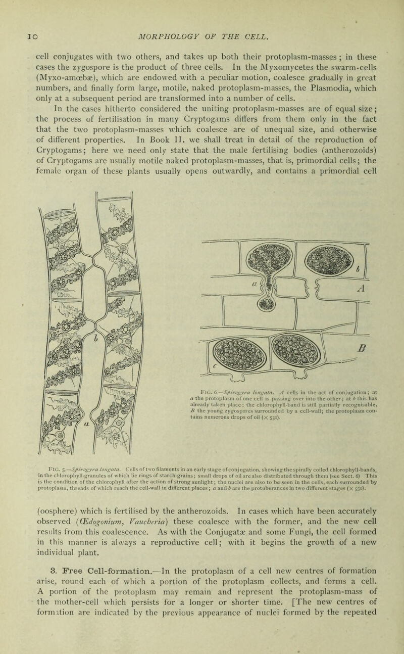 cell conjugates with two others, and takes up both their protoplasm-masses ; in these cases the zygospore is the product of three cells. In the Myxomycetes the swarm-cells (Myxo-amcebae), which are endowed with a peculiar motion, coalesce gradually in great numbers, and finally form large, motile, naked protoplasm-masses, the Plasmodia, which only at a subsequent period are transformed into a number of cells. In the cases hitherto considered the uniting protoplasm-masses are of equal size; the process of fertilisation in many Cryptogams ditfers from them only in the fact that the two protoplasm-masses which coalesce are of unequal size, and otherwise of different properties. In Book II. we shall treat in detail of the reproduction of Cryptogams; here we need only state that the male fertilising bodies (antherozoids) of Cryptogams are usually motile naked protoplasm-masses, that is, primordial cells; the female organ of these plants usually opens outwardly, and contains a primordial cell FlC. 6—Spirogyra loHgata. A cells in the act of conjugation; at a the protoplasm of one cell is passing over into the other; at h this has already taken place; the chlorophyll-band is still partially recognisable. H the young zygospores surrounded by a cell-wall; the protoplasm con- tains numerous drops of oil (X 550). I'IC. S—spirogyra lougata. Cells of two filaments in an early stage of conjugation, showing the spirally coiled chlorophyll-bands, in the chlorophyll-granules of which He rings of starch-grains; small drops of oil are also distributed through them (see Sect. 6) This is the condition of the chlorophyll after the action of strong sunlight; the nuclei are also to be seen in the cells, each surrounded by protoplast», threads of which reach the cell-wall in different places; a and b are the protuberances in two different stages (X 550). (oosphere) which is fertilised by the antherozoids. In cases which have been accurately observed {(Edogoniuni, Vancheria) these coalesce with the former, and the new cell results from this coalescence. As with the Conjugatae and some Fungi, the cell formed in this manner is aKvays a reproductive cell; with it begins the growth of a new individual plant. 3. Free Cell-formation.—In the protoplasm of a cell new centres of formation arise, round each of which a portion of the protoplasm collects, and forms a cell. A portion of the protoplasm may remain and represent the protoplasm-mass of the mother-cell which persists for a longer or shorter time. [The new centres of fonmtion arc indicated by the previous appearance of nuclei formed by the repeated