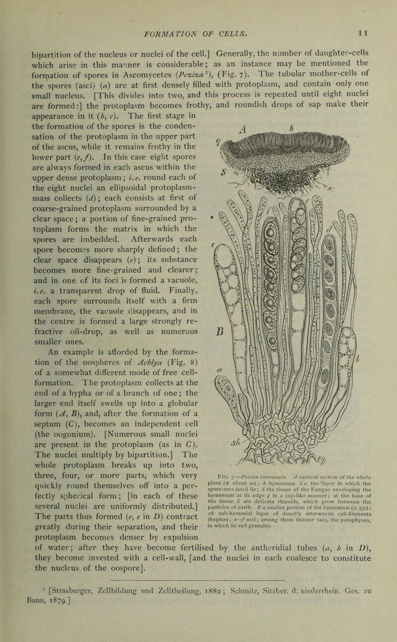 bipartition of the nucleus or nuclei of the cell.] Generally, the number of daughter-cells which arise in this manner is considerable; as an instance may be mentioned the formation of spores in Ascomycetes (Peziza^), (Fig. 7). The tubular mother-cells of the spores (asci) (n) are at first densely filled with protoplasm, and contain only one small nucleus. [This divides into two, and this process is repeated until eight nuclei are formed :] the protoplasm becomes frothy, and roundish drops of sap make their appearance in it (/>, c). The first stage in the formation of the spores is the conden- sation of the protoplasm in the upper part of the ascus, while it remains frothy in the lower part (c,/). In this case eight spores are always formed in each ascus within the upper dense protoplasm; /. e. round each of the eight nuclei an ellipsoidal protoplasm- mass collects (d); each consists at first of coarse-grained protoplasm surrounded by a clear space; a portion of fine-grained pro- toplasm forms the matrix in which the spores are imbedded. Afterwards each spore becomes more sharply defined; the clear space disappears (e); its substance becomes more fine-grained and clearer; and in one of its foci is formed a vacuole, i.e. a transparent drop of fluid. Finally, each spore surrounds itself with a firm membrane, the vacuole disappears, and in the centre is formed a large strongly re- fractive oil-drop, as well as numerous smaller ones. An example is afforded by the forma- tion of the oospheres of AchJya (Fig. 8) of a somewhat different mode of free cell- formation. The protoplasm collects at the end of a hypha or of a branch of one; the larger end itself swells up into a globular form {A, B), and, after the formation of a septum (C), becomes an independent cell (the oogonium). [Numerous small nuclei are present in the protoplasm (as in C). The nuclei multiply by bipartition.] The whole protoplasm breaks up into two, three, four, or more parts, which very quickly round themselves off into a per- fectly spherical form; [in each of these several nuclei are uniformly distributed.] The parts thus formed {e, e in Ü) contract greatly during their separation, and their protoplasm becomes denser by expulsion of water; after they have become fertilised by the antheridial tubes (a, b in D), they become invested with a cell-wall, [and the nuclei in each coalesce to constitute the nucleus of the oospore]. FlC. 7.—Pcziza convexula. A vertical section of the whole plant (X about 20); h hymenium. i.e. the Mayer in which the spore-sacs (asci) lie; the tissue of the Fungus enveloping the liymenium at its edge ^ in a cup-like manner; at the base of the tissue 5^ are delicate rhizoids, which grow between the particles of earth. B a smaller portion of the hymenium (X 550); sh sub-hymenial layer of dense’y interwoven cell-filaments (hvph«e); rt—:/^asci; among them thinner sacs, the paraphyses, in which lie red granules. ' [Strasburger, Zellbildung und Zclltheilung, 1880; Schmitz, .Sitzber. d. niedenhein. Ges. zu Bonn, 1879.]