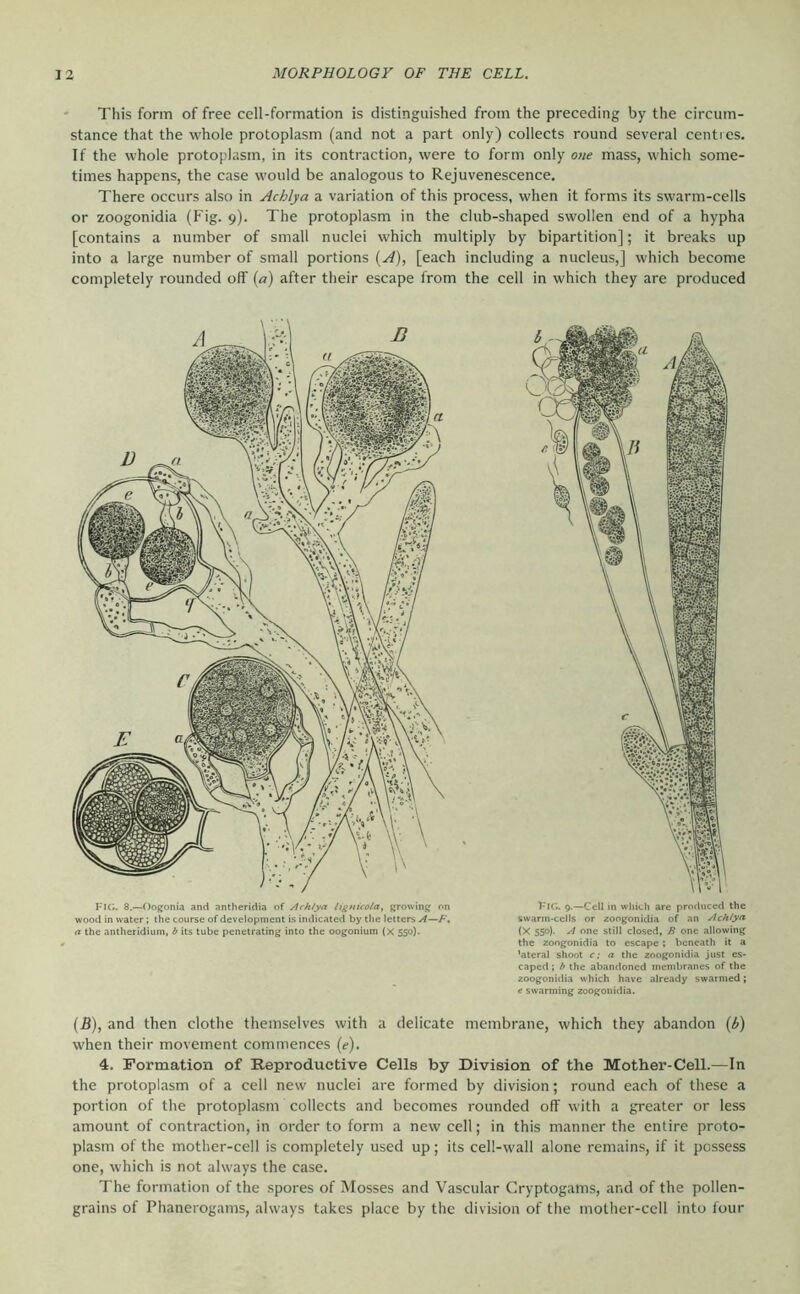 ' This form of free cell-formation is distinguished from the preceding by the circum- stance that the whole protoplasm (and not a part only) collects round several centres. If the whole protoplasm, in its contraction, were to form only one mass, which some- times happens, the case would be analogous to Rejuvenescence. There occurs also in Achlya a variation of this process, when it forms its swarm-cells or zoogonidia (Fig. 9). The protoplasm in the club-shaped swollen end of a hypha [contains a number of small nuclei which multiply by bipartition]; it breaks up into a large number of small portions {^Ä), [each including a nucleus,] which become completely rounded off (a) after their escape from the cell in which they are produced ric;. 8.—Oogonia and antheridia of Arhtya It^nicotay growing on FlG. 9.—Cell in which are produced the wood in water; the course of development is indicated by the letters .»4—h\ swarm-cells or zoogonidia of an Achfya a the antheridium, b its tube penetrating into the oogonium (x 550). (X 550). A one still closed, B one allowing the zoogonidia to escape ; beneath it a ’ateral shoot ex a the zoogonidia just es- caped ; b the abandoned membranes of the zoogonidia which have already swarmed; e swarming zoogonidia. (B), and then clothe themselves with a delicate membrane, which they abandon {/>) when their movement commences (e). 4. Formation of Reproductive Cells by Division of the Mother-Cell.—In the protoplasm of a cell new nuclei are formed by division; round each of these a portion of the protoplasm collects and becomes rounded off with a greater or less amount of contraction, in order to form a new cell; in this manner the entire proto- plasm of the mother-cell is completely used up; its cell-wall alone remains, if it possess one, which is not always the case. The formation of the spores of Mosses and Vascular Cryptogams, and of the pollen- grains of Phanerogams, always takes place by the division of the mother-cell into four