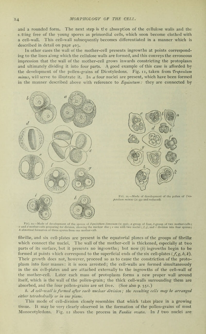 and a rounded form. The next step is tl e absorption of the cellulose walls and the S-tting free of the young spores as primordial cells, which soon become clothed with a cell-wall. This cell-wall subsequently becomes differentiated in a manner which is described in detail on page 403. In other cases the wall of the mother-cell presents ingrowths at points correspond- ing to the lines along which the cellulose walls are formed, and this conveys the erroneous impression that the wall of the mother-cell grows inwards constricting the protoplasm and ultimately dividing it into four pai’ts. A good example of this case is afforded by the development of the pollen-grains of Dicotyledons. Fig. ii, taken from Tropxolum minus, will serve to illustrate it. In a four nuclei are present, which have been formed in the manner described above with reference to £quisetum: they are connected by Fig. IO-—Mode of development of the spores of Equisetum litnosum (X 550); a group of four, b group of two mother-cells; c and d mother-cells preparing for division, showing the nuclear disc ; e one with two nuclei; and i division into four spores; h abnormal formation of three spores from one mother-cell. fibrillac, and six cell-plates are present in the equatorial planes of the groups of fibrillae which connect the nuclei. I'he wall of the mother-cell is thickened, especially at two parts of its surface, but it presents no ingrowths; but now {b) ingrowths begin to be formed at points w hich correspond to the superficial ends of the six cell-plates (fg,h,£). Theii- growth does not, however, proceed so as to cause the constriction of the proto- plasm into four masses: it is soon arrested; the cell-walls are formed simultaneously in the six cell-plates and are attached externally to the ingrowths of the cell-w'all of the mother-cell. Later each mass of protoplasm forms a new proper w'all around itself, which is the wall of the pollen-grain; the thick cell-walls surrounding them are absorbed, and the four pollen-grains are set free. (See also p. 551.) b. A cell-nvall is formed after each nuclear di-vision; the resulting cells may be arranged either tetrahedrally or in one plane. This mode of cell-division closely resembles that which takes place in a growing tissue. It may be very clearly observed in the formation of the pollen-grains of most Monocotyledons. Fig. 12 shows the process in Funkia ovata. In I two nuclei are