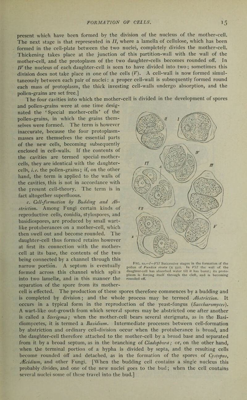 present which have been formed by the division of the nucleus of the mother-cell. The next stage is that represented in II, where a lamella of cellulose, which has been formed in the cell-plate between the two nuclei, completely divides the mother-cell. Thickening takes place at the junction of this partition-wall with the wall of the mother-cell, and the protoplasm of the two daughter-cells becomes rounded off. In IF the nucleus of each daughter-cell is seen to have divided into two; sometimes this division does not take place in one of the cells (T). A cell-wall is now formed simul- taneously between each pair of nuclei: a proper cell-wall is subsequently formed round each mass of protoplasm, the thick investing cell-walls undergo absorption, and the pollen-grains are set free.] The four cavities into which the mother-cell is divided in the development of spores and pollen-grains were at one time desig- nated the ‘Special mother-cells’ of the pollen-grains, in which the grains them- selves were formed. The term is however inaccurate, because the four protoplasm- masses are themselves the essential parts of the new cells, becoming subsequently enclosed in cell-walls. If the contents of the cavities are termed special-mother- cells, they are identical with the daughter- cells, i.e. the pollen-grains; if, on the other hand, the term is applied to the walls of the c.avities, this is not in accordance with the present cell-theory. The term is in fact altogether superfluous. c. Cell-formation by Budding and Ab- striction. Among Fungi certain kinds of reproductive cells, conidia, stylospores, and basidiospores, are produced by small wart- like protuberances on a mother-cell, which then swell out and become rounded. The daughter-cell thus formed retains however at first its connection with the mother- cell at its base, the contents of the two being connected by a channel through this narrow portion. A septum is eventually formed across this channel which splils into two lamellae, and in this manner the separation of the spore from its mother- cell is effected. The production of these spores therefore commences by a budding and is completed by division; and the whole process may be termed Abstriction. It occurs in a typical form in the reproduction of the yeast-fungus (Saccharomyces). A wart-like out-growth from which several spores may be abstricted one after another is called a Sterigma; when the mother-cell bears several sterigmata, as in the Basi- diomycetes, it is termed a Basidium. Intermediate processes between cell-formation by abstriction and ordinary cell-division occur when the protuberance is broad, and the daughter-cell therefore attached to the mother-cell by a broad base and separated from it by a broad septum, as in the branching of Cladophora; or, on the other hand, when the terminal portion of a hypha is divided by septa, and the resulting cells become rounded off and detached, as in the formation of the spores of Cystopus, AUcidium, and other Fungi. [When the budding cell contains a single nucleus this probably divides, and one of the new nuclei goes to the bud; when the cell contains several nuclei some of these travel into the bud.] Fig. t2.—/—F// Successive stages in the formation of the pollen of Fitnkia ox>ata (X 550). In Vll the wall of the daughter-cell has absorbed water till it has burst; its proto- plasm is forcing itself through the cleft, and is becoming rounded off.