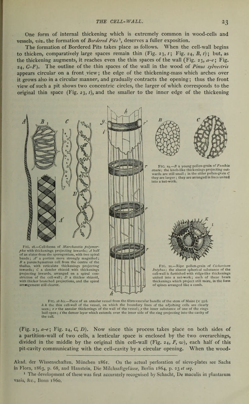 One form of internal thickening which is extremely common in wood-cells and vessels, Wz. the formation of Bordered PUs'^, deserves a fuller exposition. The formation of Bordered Pits takes place as follows. When the cell-wall begins to thicken, comparatively large spaces remain thin (Fig. 23, t\ Fig. 24, B, t)\ but, as the thickening augments, it reaches even the thin spaces of the wall (Fig. 23, a-e\ F'ig. 24, C-F). The outline of the thin spaces of the wall in the wood of Pinus syl'vestris appears circular on a front view; the edge of the thickening-mass which arches over it grows also in a circular manner, and gradually contracts the opening; thus the front view of such a pit shows two concentric circles, the larger of which corresponds to the original thin space (Fig. 23, t), and the smaller to the inner edge of the thickening Fig. 18.—Cell-forms of Marchantia polymer- pha with thickenings projecting inwards; A half of an clater from the sporogoniura, with two spiral bands; a portion more strongly magnified; B a parenchymatous cell from the centre of the thallus, with reticulate thickenings projecting inwards; C a slender rhizoid with thickenings projecting inwards, arranged on a spiral con- striction of the cell-wall; D a thicker rhizoid, with thicker branched projections, and the spiral arrangement still clearer. FIG. 19.—^ a young pollen-grain of Funkia ovata; the knob-like thickenings projecting out- wards are still small; in the older pollen-grain C they are larger; they are arranged in lines united into a net-work. Fig. 20.—Ripe pollen-grain of Cichorimn hitybusi the almost spherical substance of the cell-wall is furnished with ridge-like thickenings united into a net-work; each of these bears thickenings which project still more, in the form of spines arranged like a comb. Fig. 18 Piece of an annular vessel from the fibro-vascular bundle of the stem of Maize (X 550). h h the thin cell-wall of the vessel, on which the boundary lines of the adjoining cells are clearly seen ; r r the annular thickenings of the wall of the vessel \y the inner substance of one of the rings laid open ; i the denser layer which extends over the inner side of the ring projecting into the cavity of the cell. (Fig. 23, rt-e; Fig. 24, C, D). Now since this process takes place on both sides of a partition-wall of two cells, a lenticular space is enclosed by the two overarchings, divided in the middle by the original thin cell-wall (Fig. 24, F, w), each half of this pit-cavity communicating with the cell-cavity by a circular opening. When the wood- Akad. der Wissenschaften, München 1861. On the actual perforation of sieve-plates see Sachs in Flora, 1863, p. 68, and Haustein, Die Milchsaftgefässe, Berlin 1864, p. 23 e; seq. ‘ The development of these was first accurately recognised by Schacht, De maculis in plantarum vasis, &c., Bonn i860.