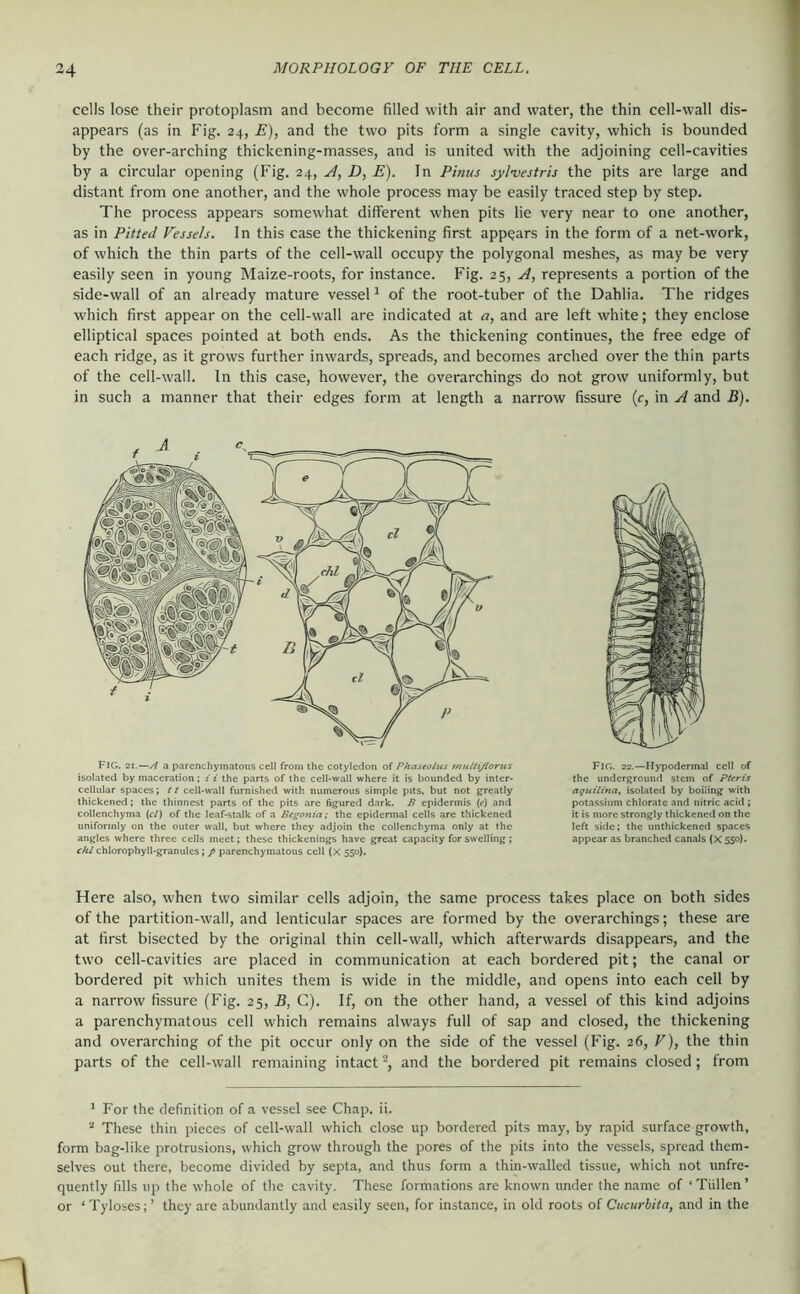 cells lose their protoplasm and become filled with air and water, the thin cell-wall dis- appears (as in Fig. 24, E), and the two pits form a single cavity, which is bounded by the over-arching thickening-masses, and is united with the adjoining cell-cavities by a circular opening (Fig. 24, .H, D, E). In Pinus sylvestris the pits are large and distant from one another, and the whole process may be easily traced step by step. The process appears somewhat different when pits lie very near to one another, as in Pitted Vessels. In this case the thickening first appears in the form of a net-work, of which the thin parts of the cell-wall occupy the polygonal meshes, as may be very easily seen in young Maize-roots, for instance. Fig. 25, A, represents a portion of the side-wall of an already mature vessel ^ of the root-tuber of the Dahlia. The ridges which first appear on the cell-wall are indicated at a, and are left white; they enclose elliptical spaces pointed at both ends. As the thickening continues, the free edge of each ridge, as it grows further inwards, spreads, and becomes arched over the thin parts of the cell-wall. In this case, however, the overarchings do not grow uniformly, but in such a manner that their edges form at length a narrow fissure (r, in A and B). Fig. 21.—Ai a parenchymatous cell from the cotyledon of Phastoius mnltißorus isolated by maceration; fi'the parts of the cell-wall where it is bounded by inter- cellular spaces; tt cell-wall furnished with numerous simple pits, but not greatly thickened; the thinnest parts of the pits are figured dark. B epidermis («■) and collenchyma (r/) of the leaf-stalk of a Begonia; the epidermal cells are thickened uniformly on the outer wall, but where they adjoin the collenchyma only at the angles where three cells meet; these thickenings have great capacity for swelling; cfil chlorophyll-granules; p parenchymatous cell (X 550). Fig. 22.—Hypodermal cell of the underground stem of Pteris aquilinat isolated by boiling with potassium chlorate and nitric acid; it is more strongly thickened on the left side; the unthickened spaces appear as branched canals (X 550}. Here also, when two similar cells adjoin, the same process takes place on both sides of the partition-wall, and lenticular spaces are formed by the overarchings; these are at first bisected by the original thin cell-wall, which afterwards disappears, and the two cell-cavities are placed in communication at each bordered pit; the canal or bordered pit which unites them is wide in the middle, and opens into each cell by a narrow fissure (Fig. 25, B, G). If, on the other hand, a vessel of this kind adjoins a parenchymatous cell which remains always full of sap and closed, the thickening and overarching of the pit occur only on the side of the vessel (Fig. 26, V), the thin parts of the cell-wall remaining intact^, and the bordered pit remains closed; from ’ For the definition of a vessel see Chap. ii. “ These thin pieces of cell-wall which close up bordered pits may, by rapid surface growth, form bag-like protrusions, which grow through the pores of the pits into the vessels, spread them- selves out there, become divided by septa, and thus form a thin-walled tissue, which not unfre- quently fills up the whole of the cavity. These formations are known under the name of ‘ Tüllen ’ or ‘ Tyloses; ’ they are abundantly and easily seen, for instance, in old roots of Cucurbita, and in the