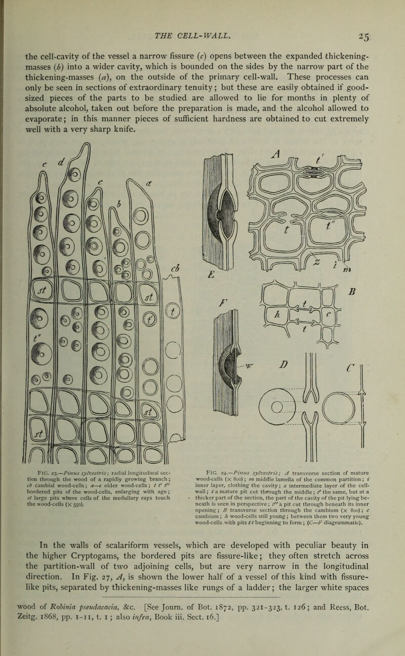 the cell-cavity of the vessel a narrow fissure (r) opens between the expanded thickening- masses [b) into a wider cavity, which is bounded on the sides by the narrow part of the thickening-masses {a), on the outside of the primary cell-wall. These processes can only be seen in sections of extraordinary tenuity; but these are easily obtained if good- sized pieces of the parts to be studied are allowed to lie for months in plenty of absolute alcohol, taken out before the preparation is made, and the alcohol allowed to evaporate; in this manner pieces of sufficient hardness are obtained to cut extremely well with a very sharp knife. Fig. 23,—Pintts sylvestris; radial longitudinal sec- tion through the wood of a rapidly growing branch; cb canibial wood-cells; a—t older wood-cells ; t t't” bordered pits of the wood-cells, enlarging with age; st large pits where cells of the medullary rays touch the wood-cells (X 550). Fig. 24.—Pi7ius sylvestris; A transverse section of mature wood-cells (X 800); m middle lamella of the common partition; i inner layer, clothing the cavity; z intermediate layer of the cell- wall ; t a mature pit cut through the middle; the same, but at a thicker part of the section, the part of the cavity of the pit lying be- neath is seen in perspective; t a pit cut through beneath its inner opening; B transverse section through the cambium (X 800); c cambium ; h wood-cells still young; between them two very young wood-cells with pits 11 beginning to form ; (C—F diagrammatic). In the walls of scalariform vessels, which are developed with peculiar beauty in the higher Cryptogams, the bordered pits are fissure-like; they often stretch across the partition-wall of two adjoining cells, but are very narrow in the longitudinal direction. In Fig. 27, A, is shown the lower half of a vessel of this kind with fissure- like pits, separated by thickening-masses like rungs of a ladder; the larger white spaces wood of Robinia pseudacacia, &c. [See Joum. of Bot. 1872, pp. 321-323, t. 126; and Reess, Bot. Zeitg. 1868, pp. i-ii, t. I ; also infra, Book iii. Sect. 16.]