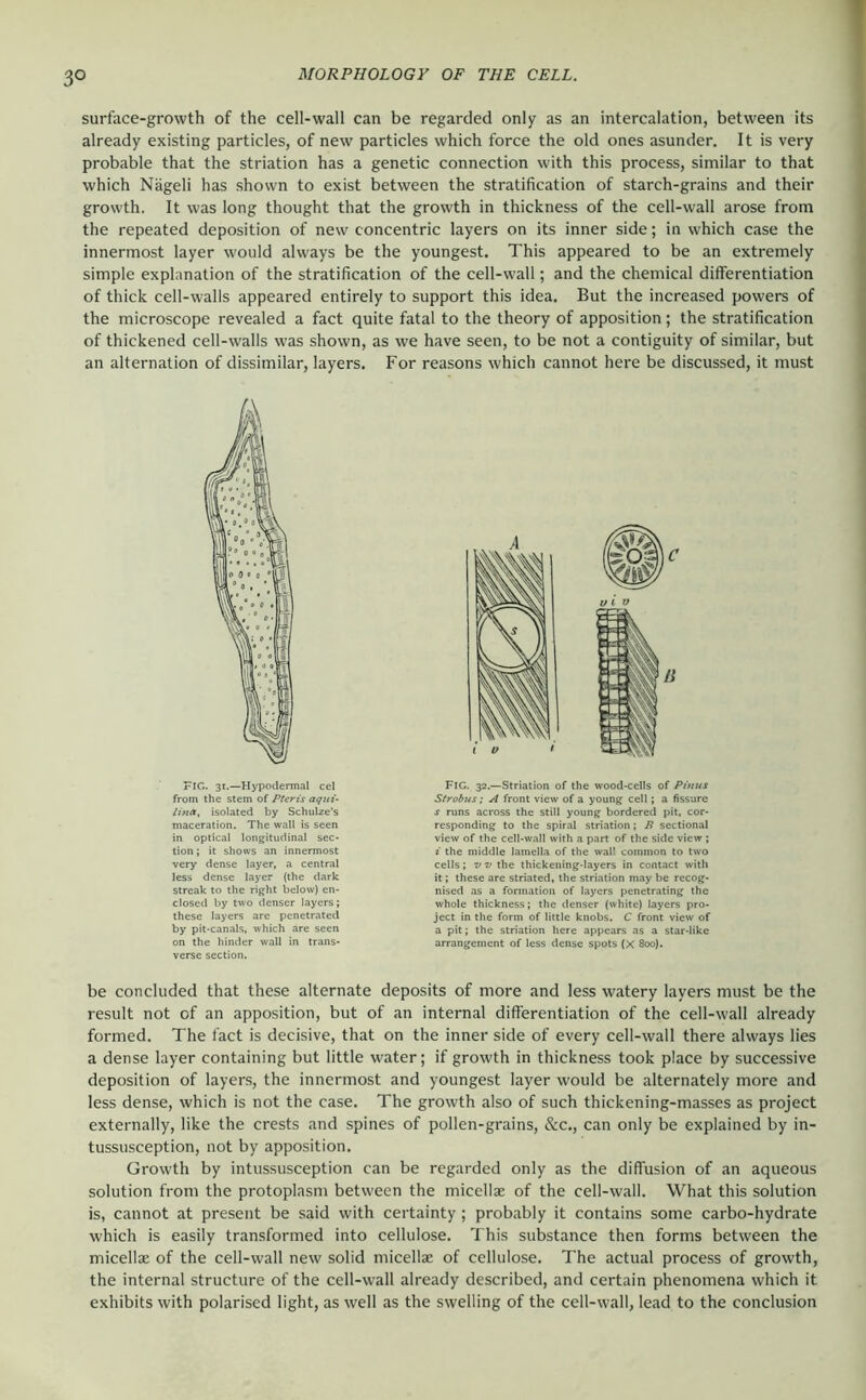 3° surface-growth of the cell-wall can be regarded only as an intercalation, between its already existing particles, of new particles which force the old ones asunder. It is very probable that the striation has a genetic connection with this process, similar to that which Nägeli has shown to exist between the stratification of starch-grains and their growth. It was long thought that the growth in thickness of the cell-wall arose from the repeated deposition of new concentric layers on its inner side; in which case the innermost layer would always be the youngest. This appeared to be an extremely simple explanation of the stratification of the cell-wall; and the chemical differentiation of thick cell-walls appeared entirely to support this idea. But the increased powers of the microscope revealed a fact quite fatal to the theory of apposition; the stratification of thickened cell-walls was shown, as we have seen, to be not a contiguity of similar, but an alternation of dissimilar, layers. For reasons which cannot here be discussed, it must be concluded that these alternate deposits of more and less watery layers must be the result not of an apposition, but of an internal differentiation of the cell-wall already formed. The fact is decisive, that on the inner side of every cell-wall there always lies a dense layer containing but little water; if growth in thickness took place by successive deposition of layers, the innermost and youngest layer would be alternately more and less dense, which is not the case. The growth also of such thickening-masses as project externally, like the crests and spines of pollen-grains, &c., can only be explained by in- tussusception, not by apposition. Growth by intussusception can be regarded only as the diffusion of an aqueous solution from the protoplasm between the micellae of the cell-wall. What this solution is, cannot at present be said with certainty ; probably it contains some carbo-hydrate which is easily transformed into cellulose. This substance then forms between the micellae of the cell-wall new solid micellae of cellulose. The actual process of growth, the internal structure of the cell-wall already described, and certain phenomena which it exhibits with polarised light, as well as the swelling of the cell-wall, lead to the conclusion Fig. 31.—Hypodermal cel from the stem of Pteris aqui‘ lina, isolated by Schulze’s maceration. The wall is seen in optical longitudinal sec- tion; it shows an innermost very dense layer, a central less dense layer (the dark streak to the right below) en- closed by two denser layers; these layers are penetrated by pit-canals, which are seen on the hinder wall in trans- verse section. FIG. 32.—Striation of the wood-cells of Piftus Strobus; A front view of a young cell; a fissure s runs across the still young bordered pit, cor- responding to the spiral striation; P sectional view of the cell-wall with a part of the side view; i the middle lamella of the wall common to two cells; V V the thicke«»ing-layers in contact with it; these are striated, the striation may be recog- nised as a formation of layers penetrating the whole thickness; the denser (white) layers pro- ject in the form of little knobs. C front view of a pit; the striation here appears as a star-like arrangement of less dense spots (X 800).