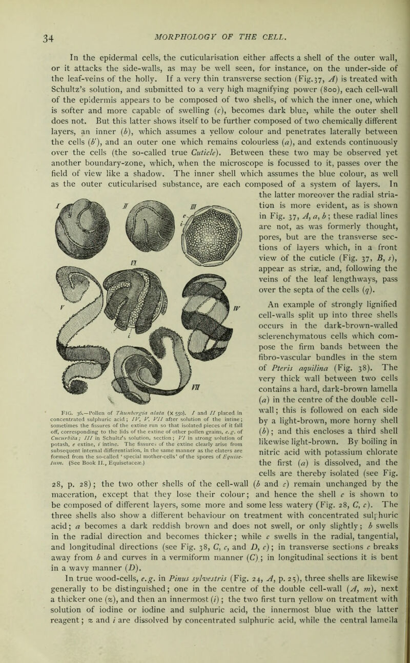 In the epidermal cells, the cuticularisation either affects a shell of the outer wall, or it attacks the side-walls, as may be well seen, for instance, on the under-side of the leaf-veins of the holly. If a very thin transverse section (Fig.37, A) is treated with Schultz’s solution, and submitted to a very high magnifying power (800), each cell-wall of the epidermis appears to be composed of two shells, of which the inner one, which is softer and more capable of swelling (c), becomes dark blue, while the outer shell does not. But this latter shows itself to be further composed of two chemically different layers, an inner (Ä), which assumes a yellow colour and penetrates laterally between the cells (^'), and an outer one which remains colourless (a), and extends continuously over the cells (the so-called true Cuticle). Between these two may be observed yet another boundary-zone, which, when the microscope is focussed to it, passes over the ! field of view like a shadow. The inner shell which assumes the blue colour, as well as the outer cuticularised substance, are each composed of a system of layers. In the latter moreover the radial stria- tion is more evident, as is shown | in Fig. 37, A,a,b\ these radial lines are not, as was formerly thought, pores, but are the transverse sec- tions of layers which, in a front view of the euticle (Fig. 37, B, s), appear as striae, and, following the veins of the leaf lengthways, pass over the septa of the cells {q). An example of strongly lignified cell-walls split up into three shells occurs in the dark-brown-walled sclerenchymatous cells which com- pose the firm bands between the fibro-vascular bundles in the stem of Pteris aquilina (Fig. 38). The very thick wall between two cells contains a hard, dark-brown lamella {a) in the centre of the double cell- wall; this is followed on each side by a light-brown, more horny shell {b); and this encloses a third shell likewise light-brown. By boiling in nitric acid with potassium chlorate the first {a) is dissolved, and the cells are thereby Isolated (see Fig. 28, p. 28); the two other shells of the cell-wall {b and c) remain unchanged by the maceration, except that they lose their colour; and hence the shell c is shown to be composed of different layers, some more and some less watery (Fig. 28, C, c). The three shells also show a difl'erent behaviour on treatment with concentrated sul; huric acid; a becomes a dark reddish brown and does not swell, or only slightly; b swells in the radial direction and becomes thicker; while c swells in the radial, tangential, and longitudinal directions (see Fig. 38, C, c, and D, c); in transverse sections c breaks away from b and curves in a vermiform manner (C); in longitudinal sections it is bent in a wavy manner (D). In true wood-cells, e.g. in Pinuc sylvestris (Fig. 24, A, p. 25), three shells are likewise generally to be distinguished; one in the centre of the double cell-wall {A, m), next a thicker one (2;), and then an innermost (/); the two first turn yellow on treatment with solution of iodine or iodine and sulphuric acid, the innermost blue with the latter reagent; z and i are dissolved by concentrated sulphuric acid, while the central lamella Fig. 36.—I’ollen of Thunbir^a alata (X 550). I and II placed in concentrated sulpliuric acid; IV, V, VII after solution of the intine; sometimes the fissures of the extine run so that isolated pieces of it fall off, corresponding to the lids of the extine of other pollen grains, e.g. of Cucurbita; III in Schulti^s solution, section; VI in strong solution of potash, e extine, i intine. The fissures of the extine clearly arise from subsequent internal differentiation, in the same manner as the elaters are formed from the so-called ' special mother-cells* of the spores of Equise- turn. (See Book II., Equisetaceae.)