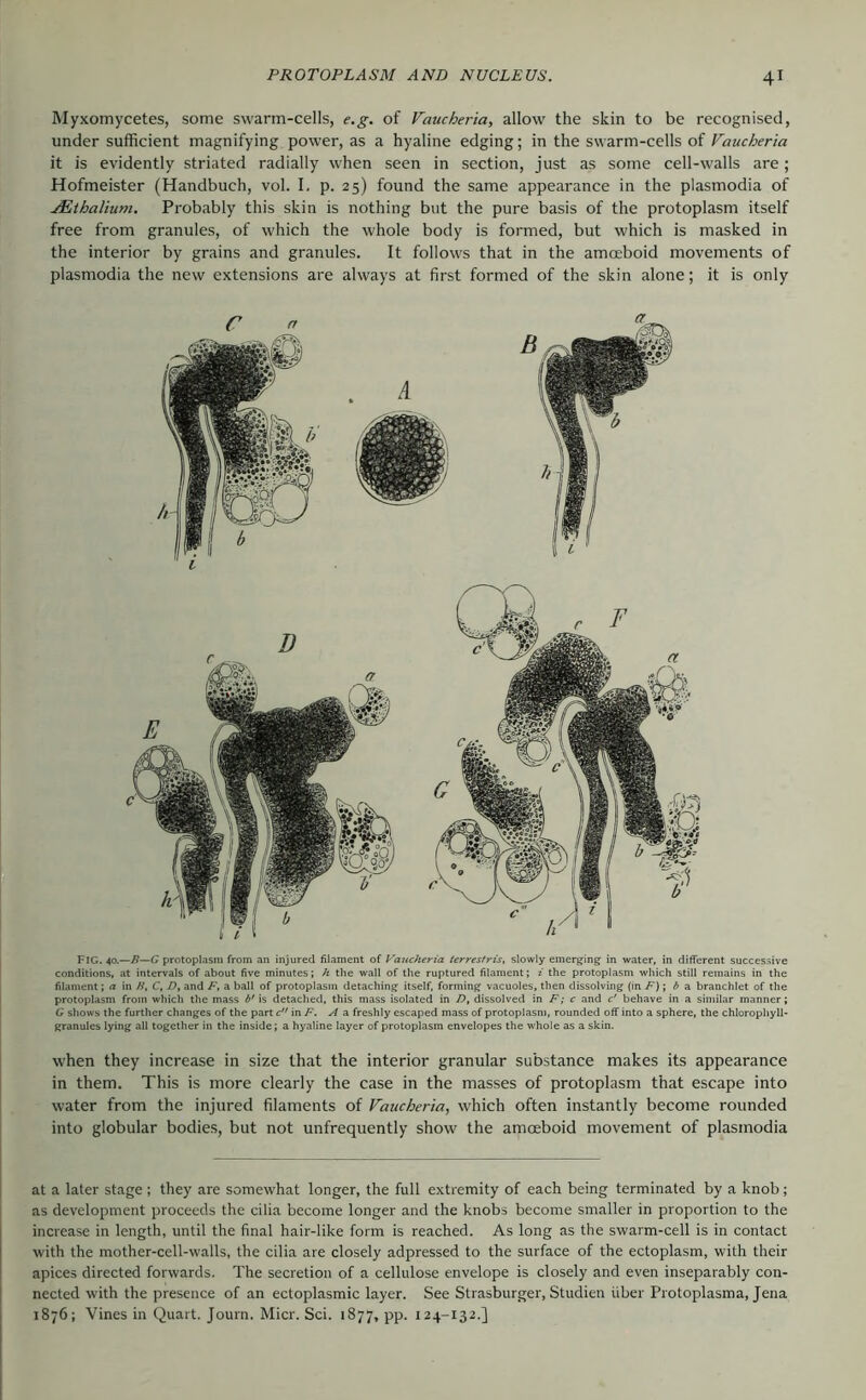 Myxomycetes, some swarm-cells, e.g. of Vaucheria, allow the skin to be recognised, under sufficient magnifying power, as a hyaline edging; in the swarm-cells of Vaucheria it is evidently striated radially when seen in section, just as some cell-walls are; Hofmeister (Handbuch, vol. I. p. 25) found the same appearance in the plasmodia of jEthalium. Probably this skin is nothing but the pure basis of the protoplasm itself free from granules, of which the whole body is formed, but which is masked in the interior by grains and granules. It follows that in the amoeboid movements of plasmodia the new extensions are always at first formed of the skin alone; it is only Fig. 40.—B—G protoplasm from an injured filament of Vaucheria ierresfris, slowly emerging in water, in different successive conditions, at intervals of about five minutes; k the wall of the ruptured filament; i the protoplasm which still remains in the filament \ a \n B, C, Z), and F, a ball of protoplasm detaching itself, forming vacuoles, then dissolving (in F)\ b s. branchlet of the protoplasm from which the mass is detached, this mass isolated in /?, dissolved in F; c and c' behave in a similar manner; G shows the further changes of the part c in A ^ freshly escaped mass of protoplasm, rounded off into a sphere, the chlorophyll- granules lying all together in the inside; a hyaline layer of protoplasm envelopes the whole as a skin. when they increase in size that the interior granular substance makes its appearance in them. This is more clearly the case in the masses of protoplasm that escape into water from the injured filaments of Vaucheria, which often instantly become rounded into globular bodies, but not unfrequently show the amoeboid movement of plasmodia at a later stage ; they are somewhat longer, the full extremity of each being terminated by a knob; as development proceeds the cilia become longer and the knobs become smaller in proportion to the increase in length, until the final hair-like form is reached. As long as the swarm-cell is in contact with the mother-cell-walls, the cilia are closely adpressed to the surface of the ectoplasm, with their apices directed forwards. The secretion of a cellulose envelope is closely and even inseparably con- nected with the presence of an ectoplasmic layer. See Strasburger, Studien über Protoplasma, Jena 1876; Vines in Quart. Journ. Micr. Sei. 1877, pp. 124-132.]