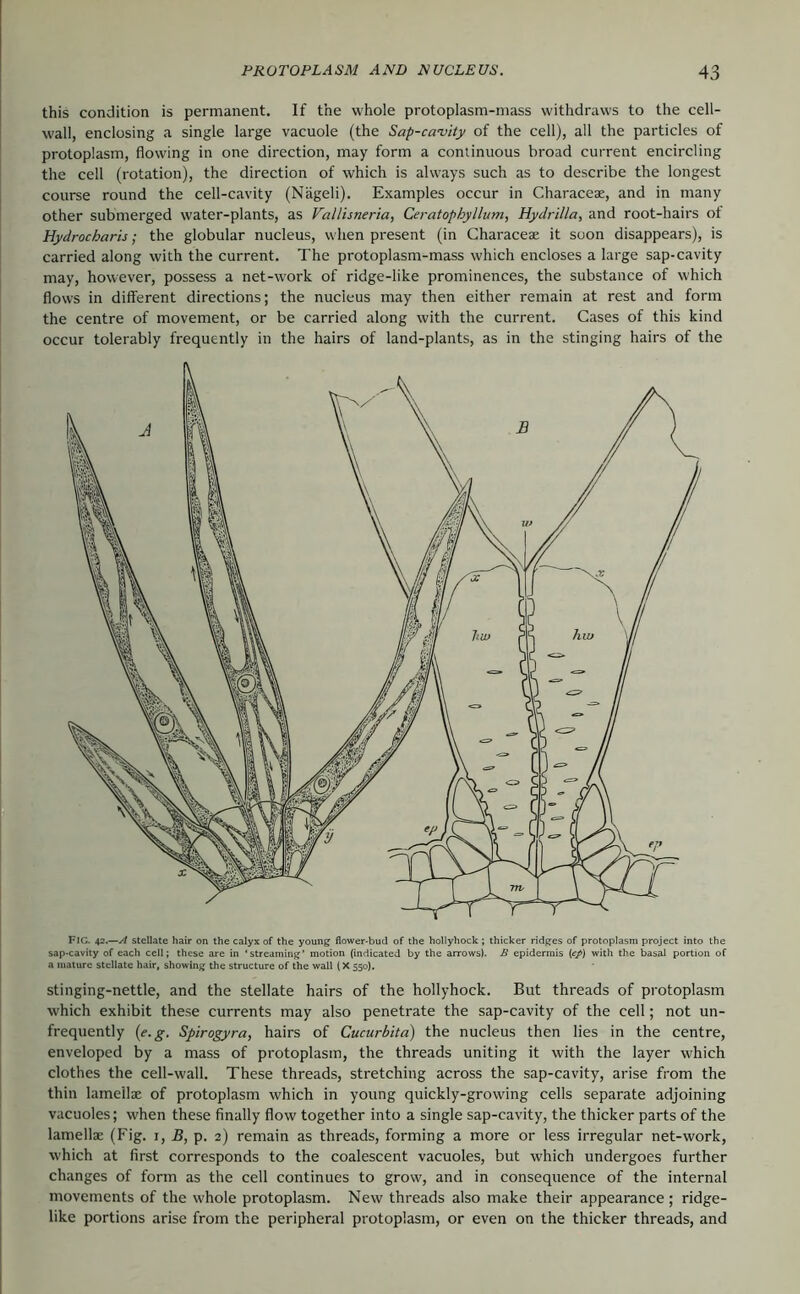 this condition is permanent. If the whole protoplasm-mass withdraws to the cell- wall, enclosing a single large vacuole (the Sap-camty of the cell), all the particles of protoplasm, flowing in one direction, may form a continuous broad current encircling the cell (rotation), the direction of which is always such as to describe the longest course round the cell-cavity (Nägeli). Examples occur in Characeae, and in many other submerged water-plants, as Vallisneria, Ceratophyllum, Hydrilla, and root-hairs of Hydrocharis; the globular nucleus, when present (in Characeae it soon disappears), is carried along with the current. The protoplasm-mass which encloses a large sap-cavity may, however, possess a net-work of ridge-like prominences, the substance of which flows in different directions; the nucleus may then either remain at rest and form the centre of movement, or be carried along with the current. Cases of this kind occur tolerably frequently in the hairs of land-plants, as in the stinging hairs of the Fig. 42.—stellate hair on the calyx of the young flower-bud of the hollyhock ; thicker ridges of protoplasm project into the sap-cavity of each cell; these are in 'streaming’ motion (indicated by the arrows). B epidermis [ep) with the basal portion of a mature stellate hair, showing the structure of the wall (X 550). stinging-nettle, and the stellate hairs of the hollyhock. But threads of protoplasm which exhibit these currents may also penetrate the sap-cavity of the cell; not un- frequently {e.g. Spirogyra, hairs of Cucurbita) the nucleus then lies in the centre, enveloped by a mass of protoplasm, the threads uniting it with the layer which clothes the cell-wall. These threads, stretching across the sap-cavity, arise from the thin lamellae of protoplasm which in young quickly-growing cells separate adjoining vacuoles; when these finally flow together into a single sap-cavity, the thicker parts of the lamellae (Fig. i, B, p. 2) remain as threads, forming a more or less irregular net-work, which at first corresponds to the coalescent vacuoles, but which undergoes further changes of form as the cell continues to grow, and in consequence of the internal movements of the whole protoplasm. New threads also make their appearance; ridge- like portions arise from the peripheral protoplasm, or even on the thicker threads, and